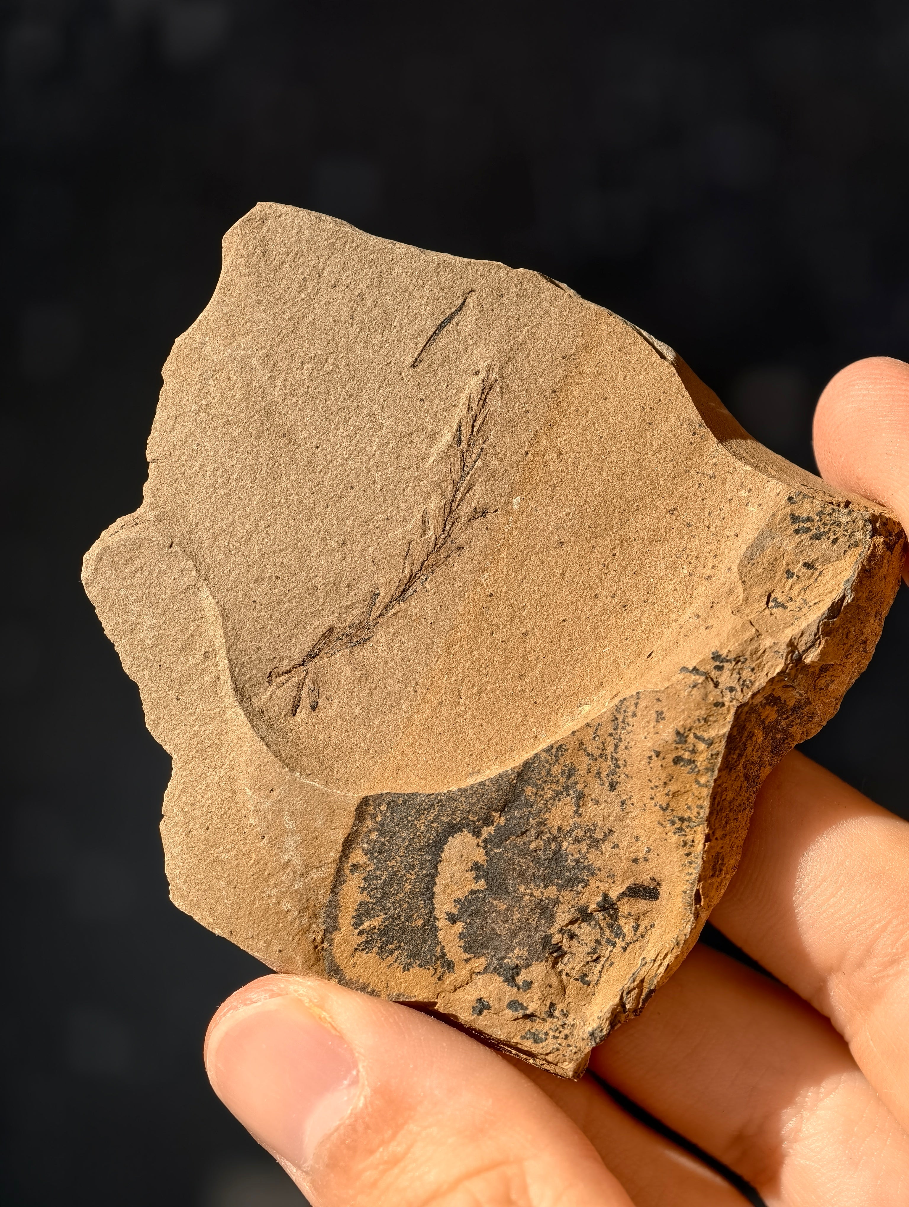 Fossile Urweltmammutbaum-Zweige Metasequoia sp. aus Kanada 42 Mio. Jahre