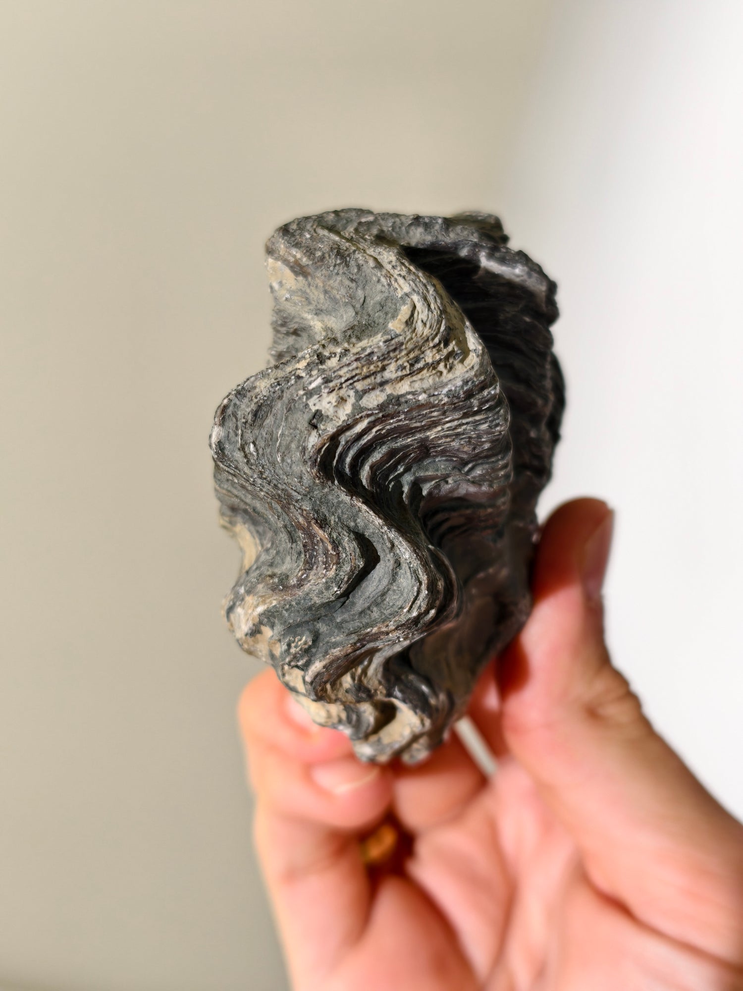 Fossile Riff-Auster Nicaisolopha nicasei aus Peru 77 Mio. Jahre