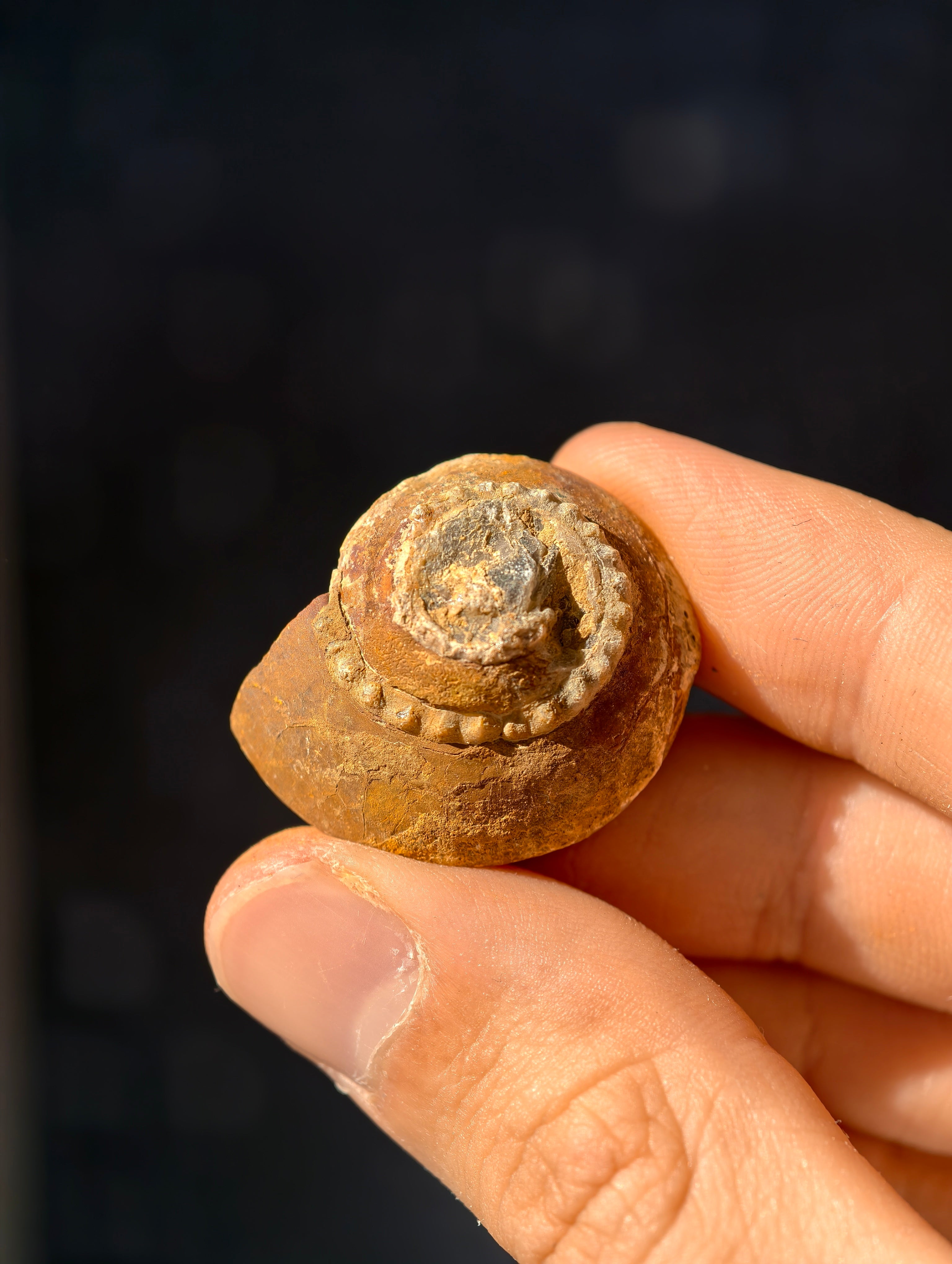 Uralte fossile Schnecke Trepospira sp. aus den USA 300 Mio. Jahre