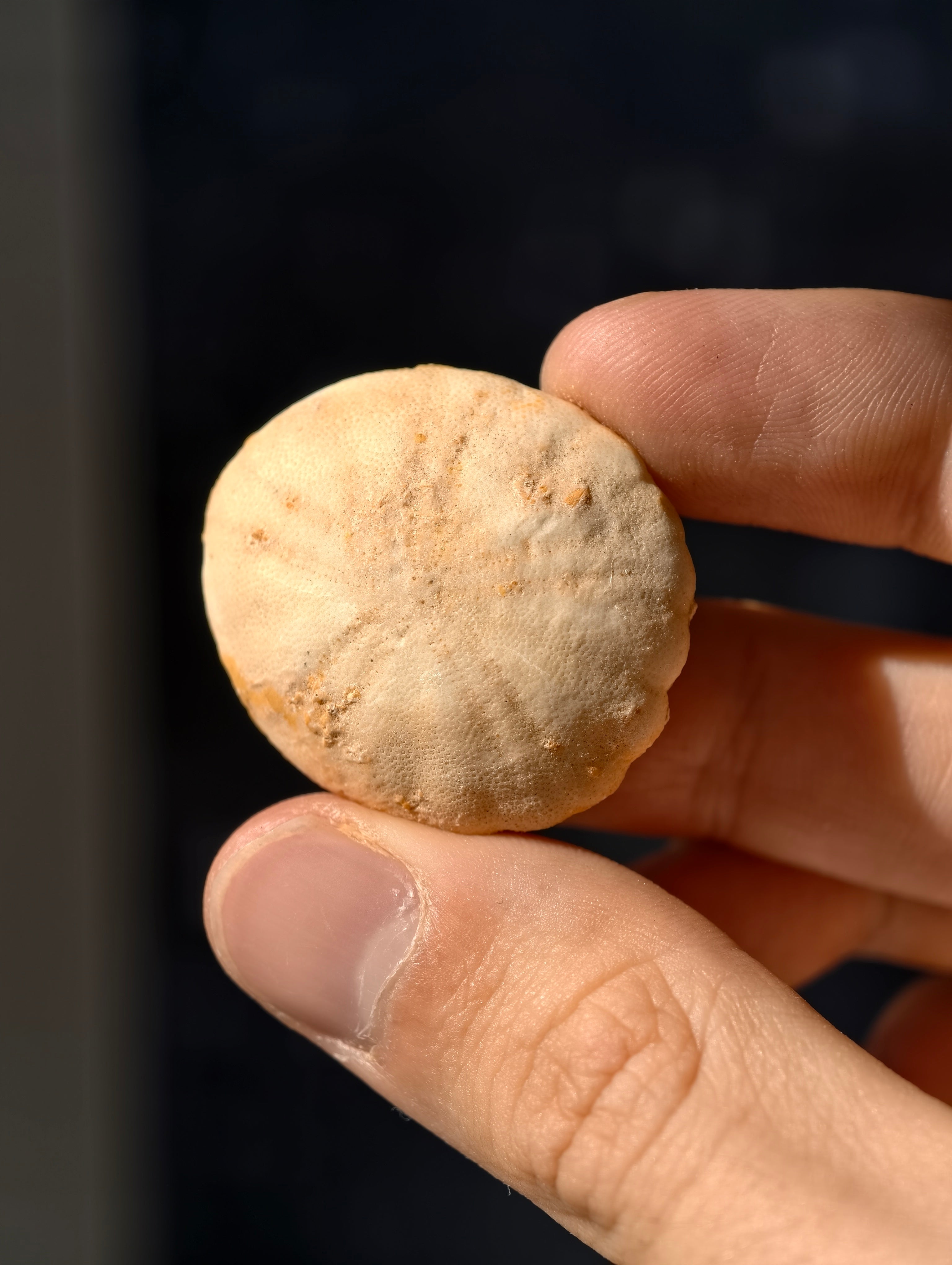 Fossiler Seeigel (Sanddollar) Rotuloidea fimbriatum aus Marokko