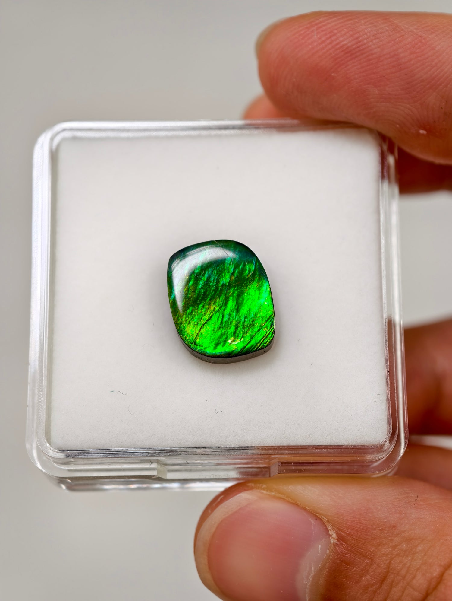 Ammolit Cabochons aus Kanada (TOP QUALITÄT)