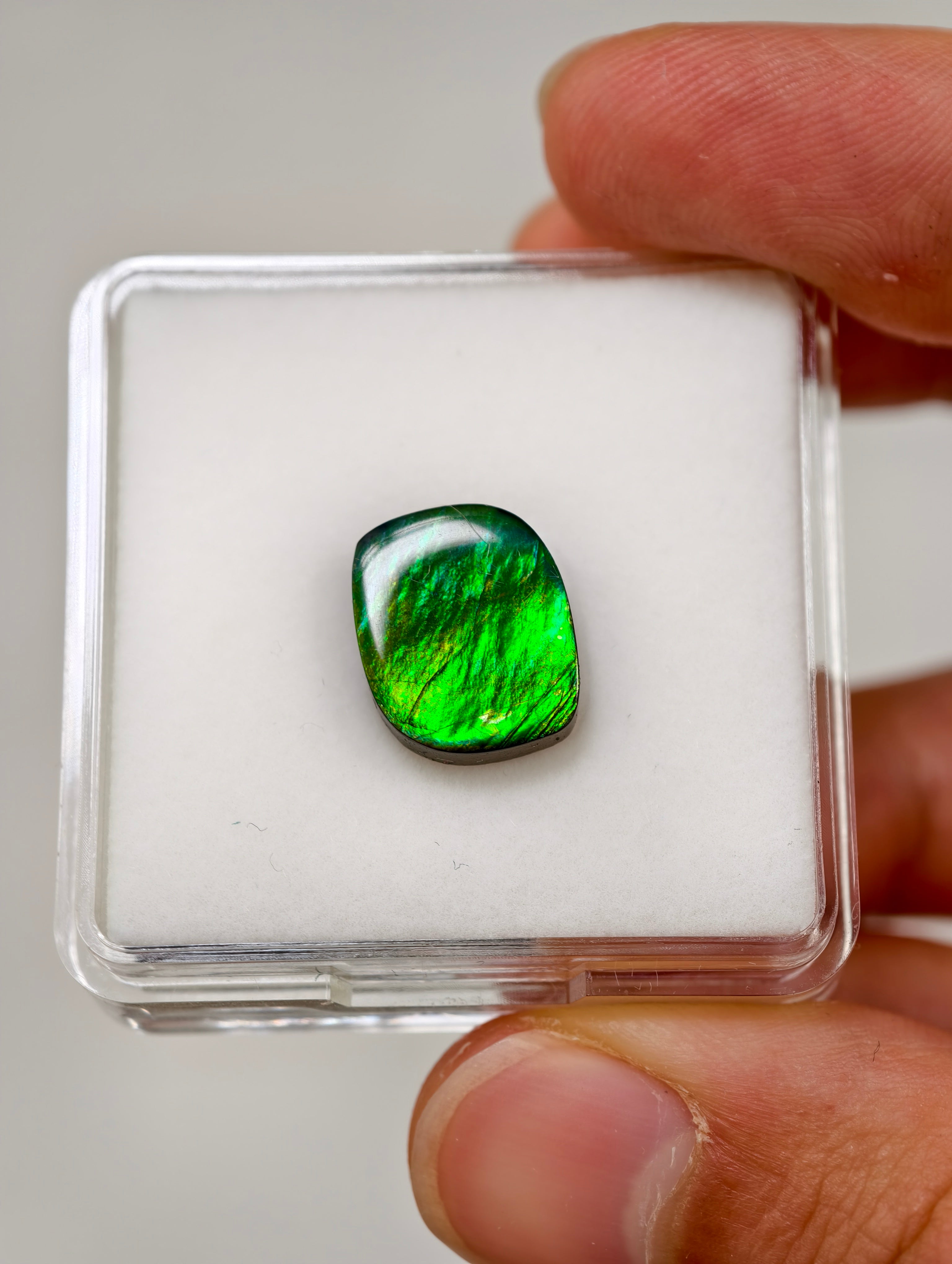 Ammolit Cabochons aus Kanada (TOP QUALITÄT)