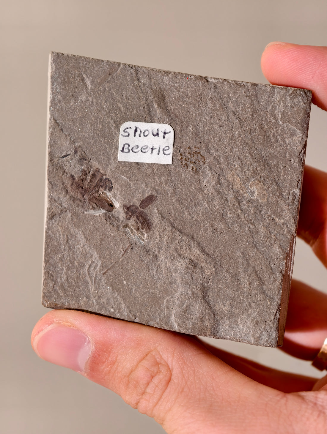 Fossiler Rüsselkäfer aus den USA auf Matrix 42 Mio. Jahre