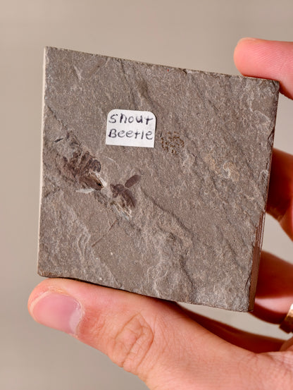 Fossiler Rüsselkäfer aus den USA auf Matrix 42 Mio. Jahre