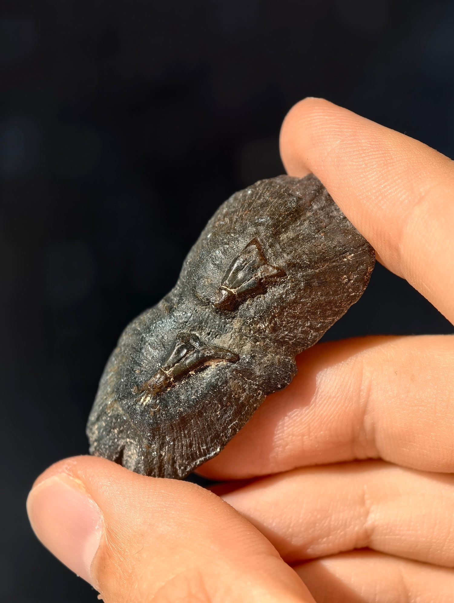 Fossile Rochen-Hautschuppen aus den USA 8 Mio. Jahre