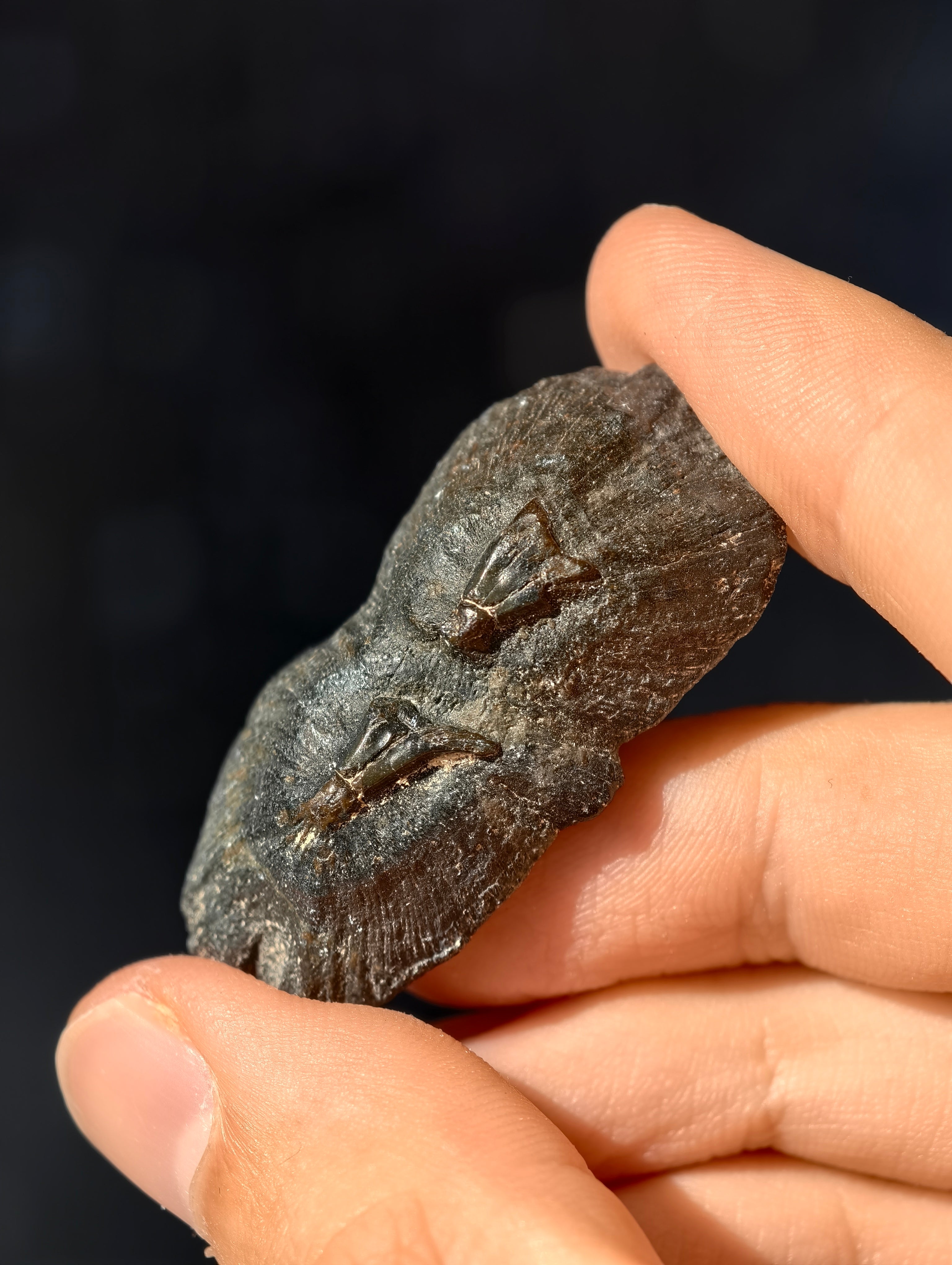 Fossile Rochen-Hautschuppen aus den USA 8 Mio. Jahre