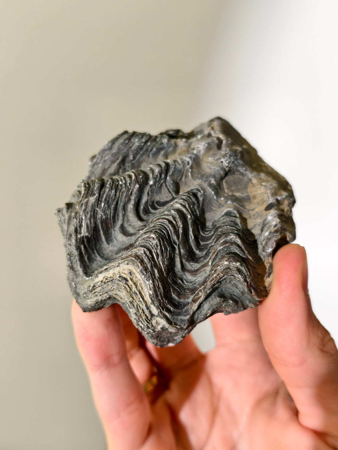 Fossile Riff-Auster Nicaisolopha nicasei aus Peru 77 Mio. Jahre