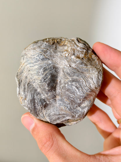 Fossile Riff-Auster Nicaisolopha nicasei aus Peru 77 Mio. Jahre
