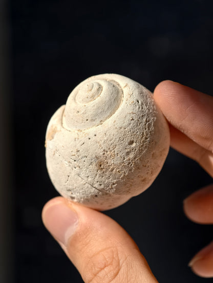 Fossile Meeresschnecke Natica angustata aus Frankreich 28 Mio. Jahre