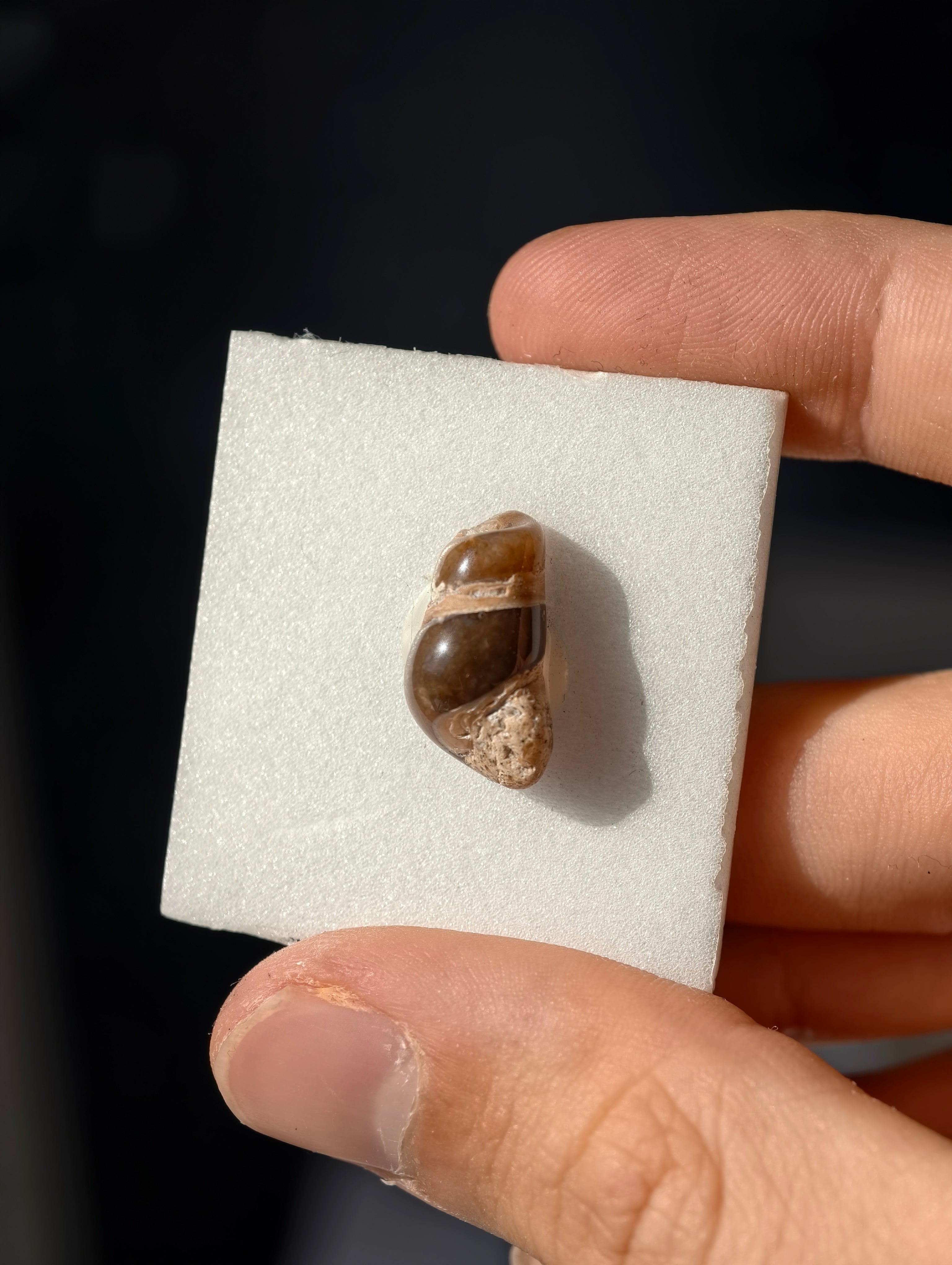 Achatisierte Schnecke Elimia tenera aus den USA 42 Mio. Jahre