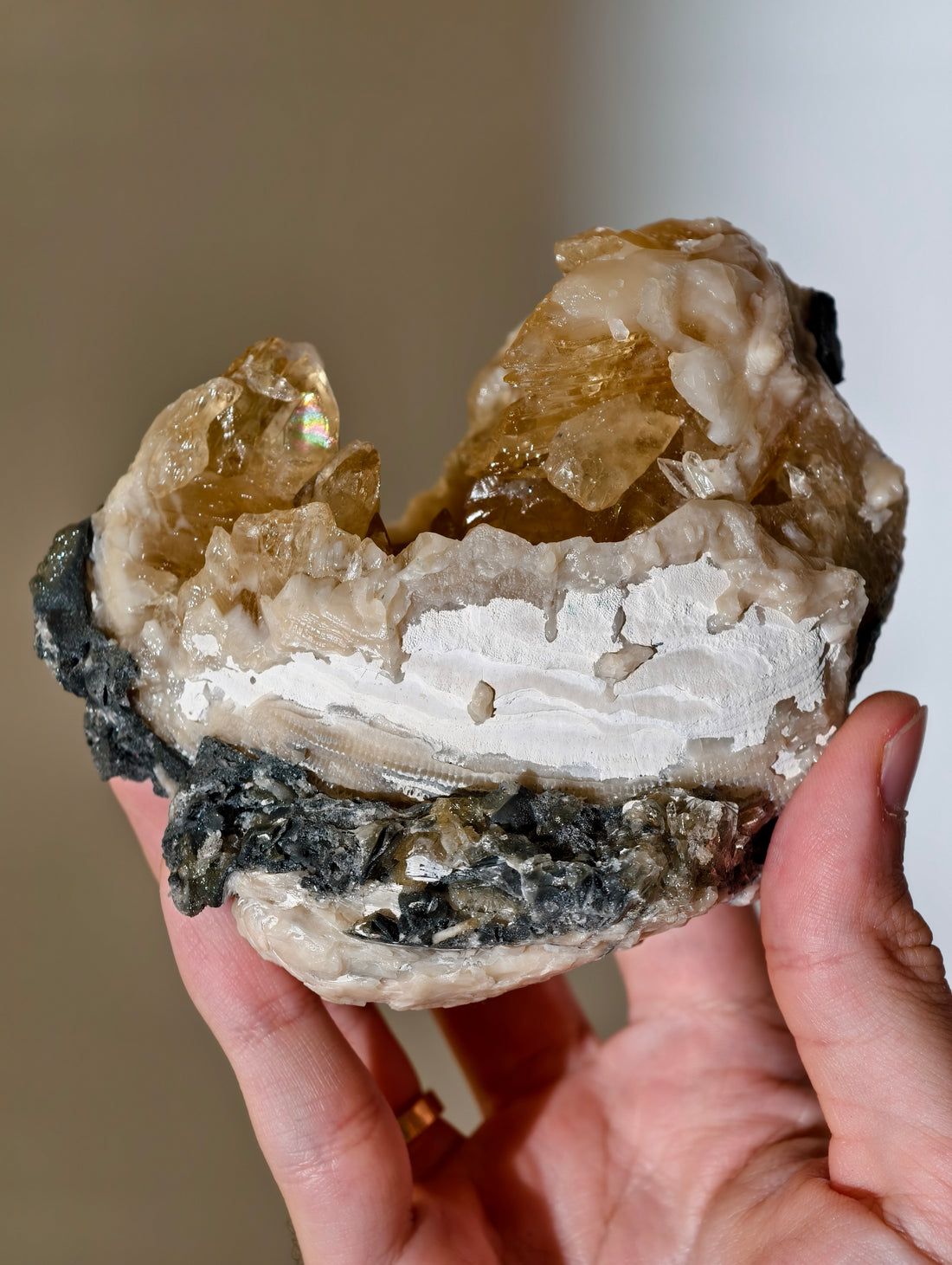 Große Kristallisierte Fossile Muschel mit Calcit aus Fort Drum, USA (UV Aktiv)