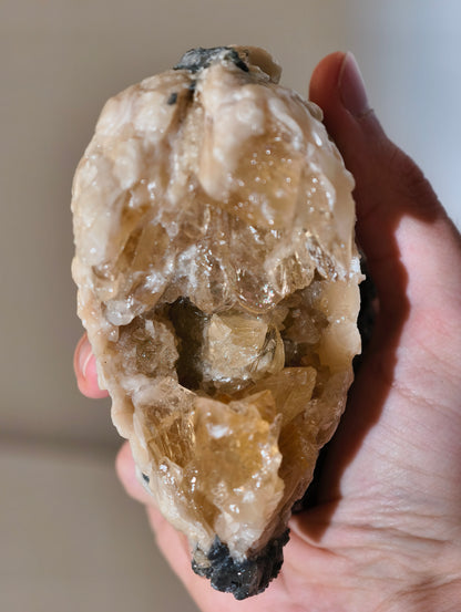 Große Kristallisierte Fossile Muschel mit Calcit aus Fort Drum, USA (UV Aktiv)