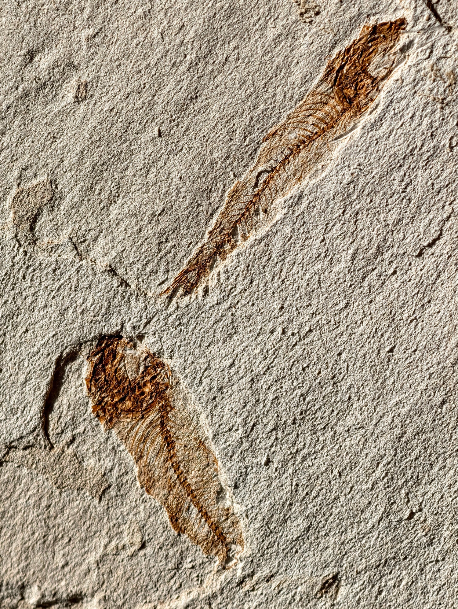 Fisch-Fossil Signatus sp. aus Spanien (Neuer Fund) 7 Mio. Jahre
