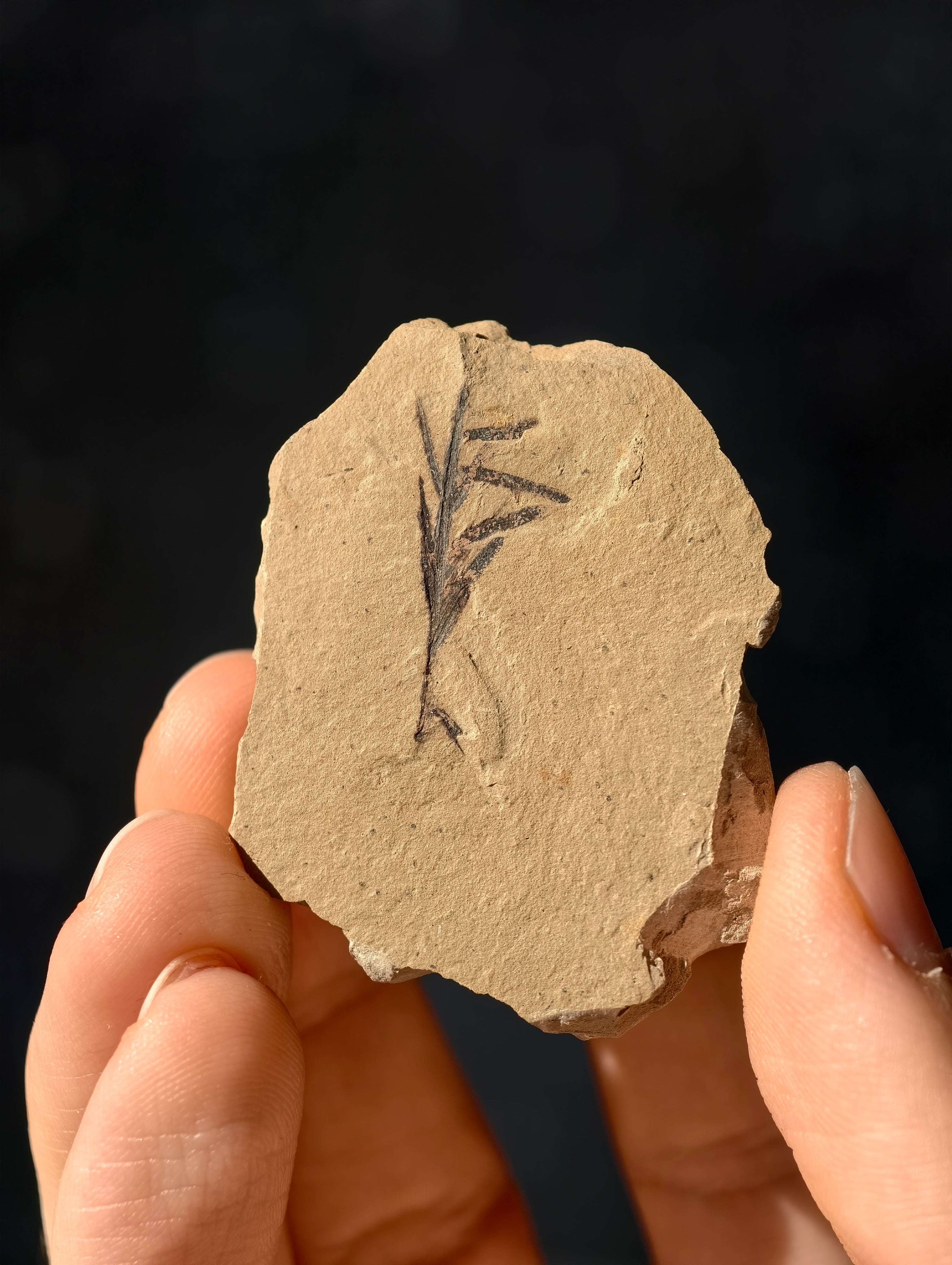 Fossile Urweltmammutbaum-Zweige Metasequoia sp. aus Kanada 42 Mio. Jahre