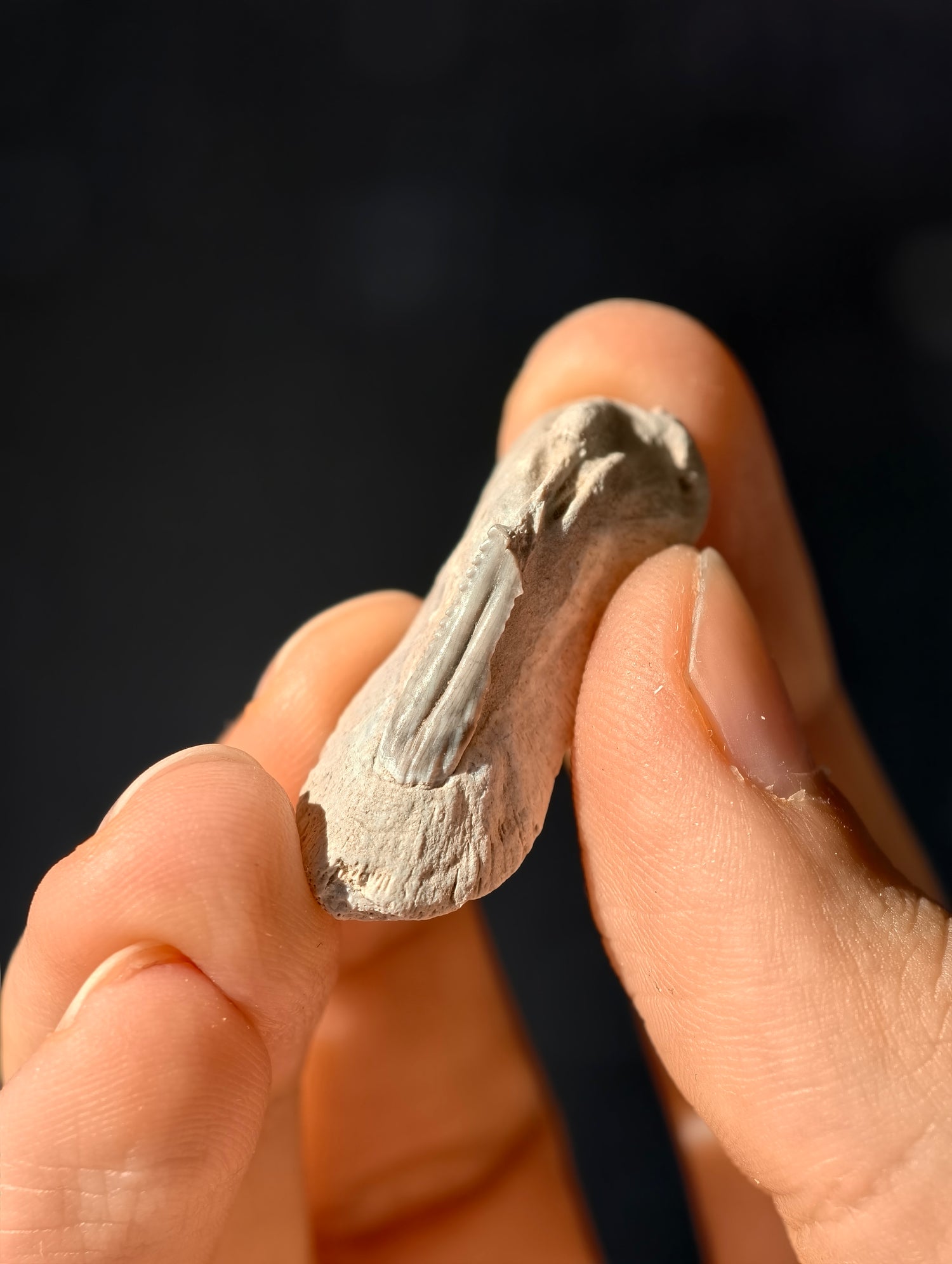 Fossile Rochen-Hautschuppen aus den USA 8 Mio. Jahre