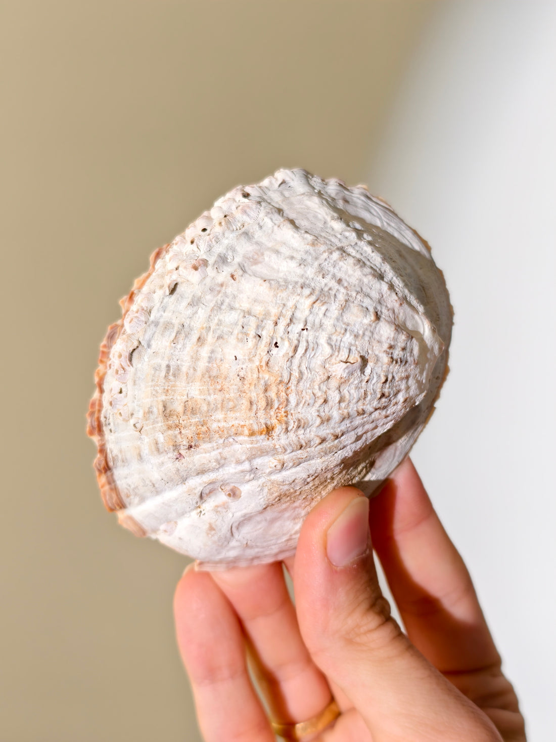 Fossile „Loco“-Schnecke mit Seepocken: Concholepas patagonicus aus Chile 3 Mio. Jahre