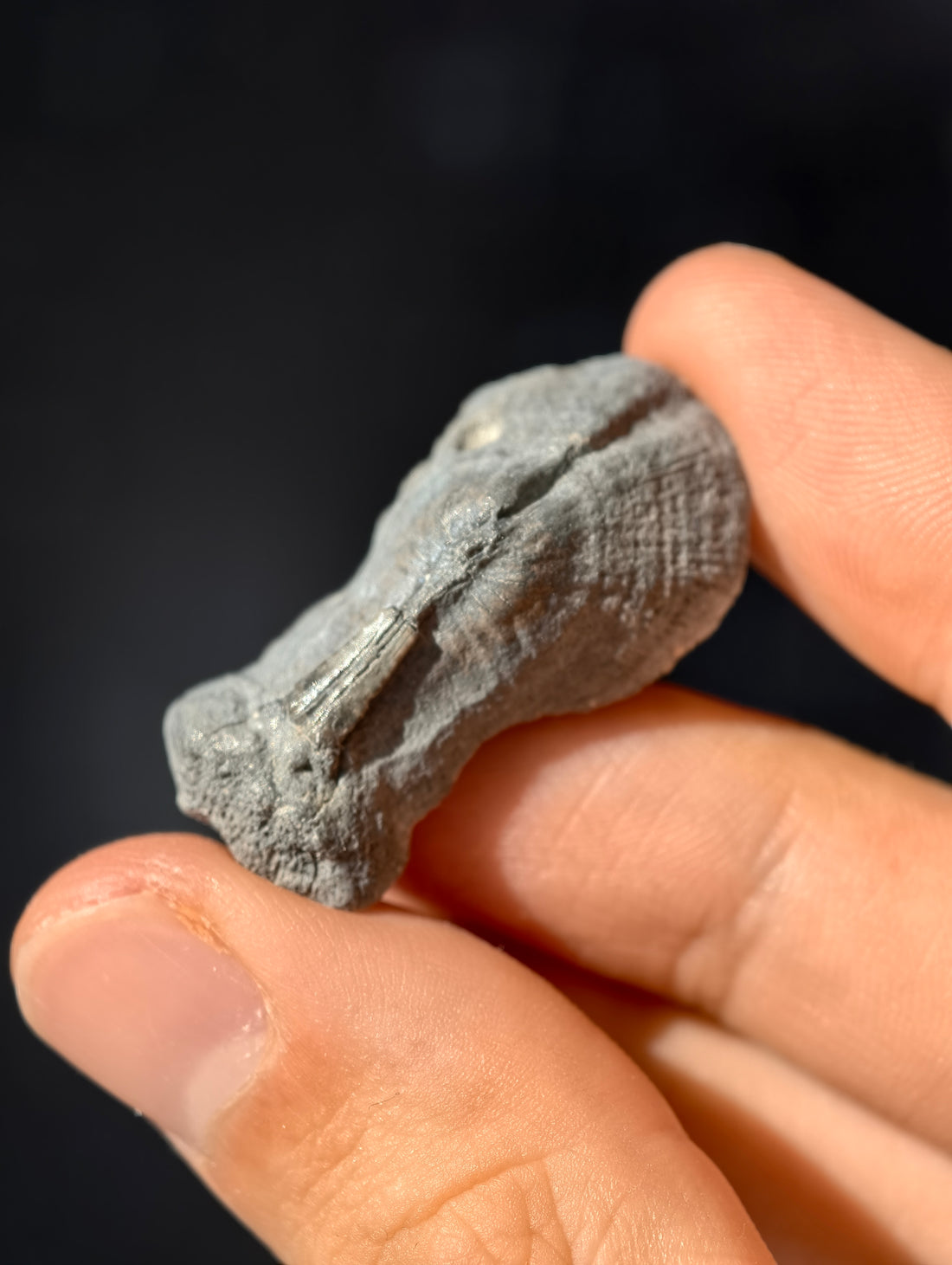 Fossile Rochen-Hautschuppen aus den USA 8 Mio. Jahre