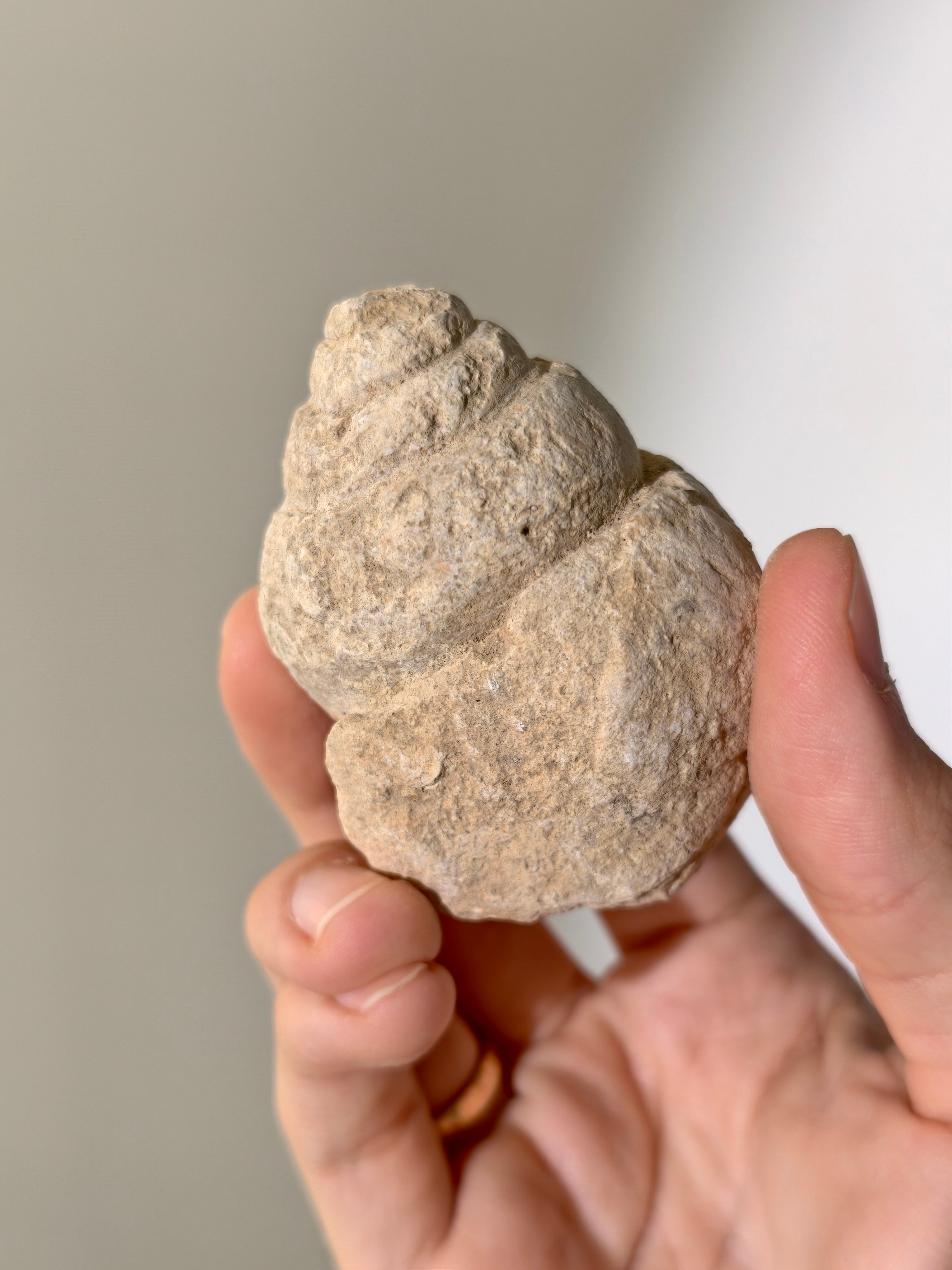 Fossile Riesenschnecken Tylostoma torrubiae aus Spanien 93 Mio. Jahre (Steinkern)