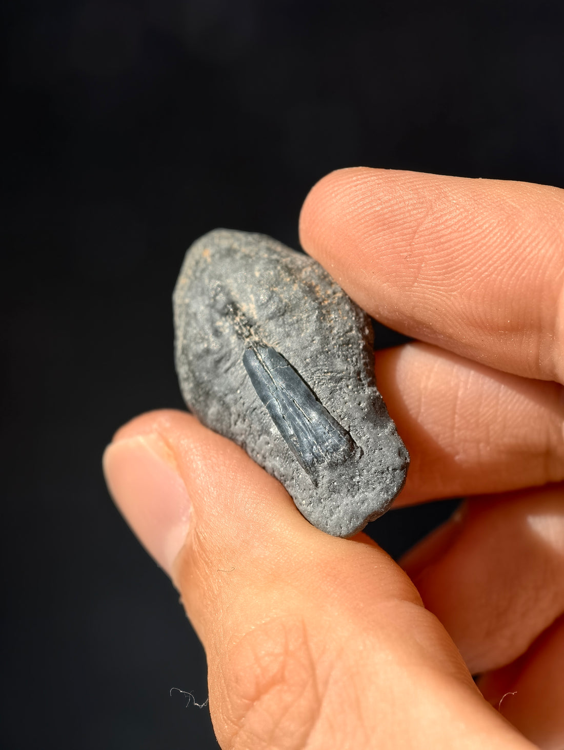 Fossile Rochen-Hautschuppen aus den USA 8 Mio. Jahre