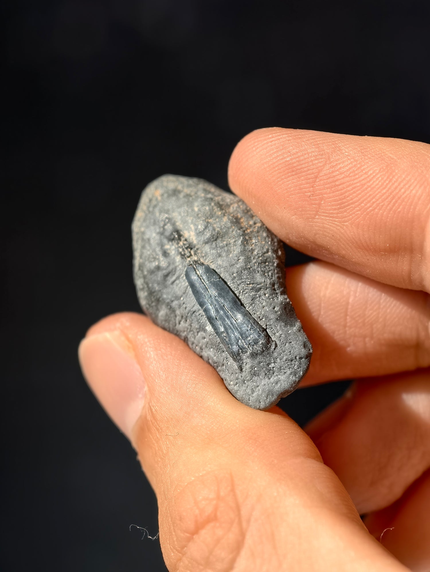 Fossile Rochen-Hautschuppen aus den USA 8 Mio. Jahre