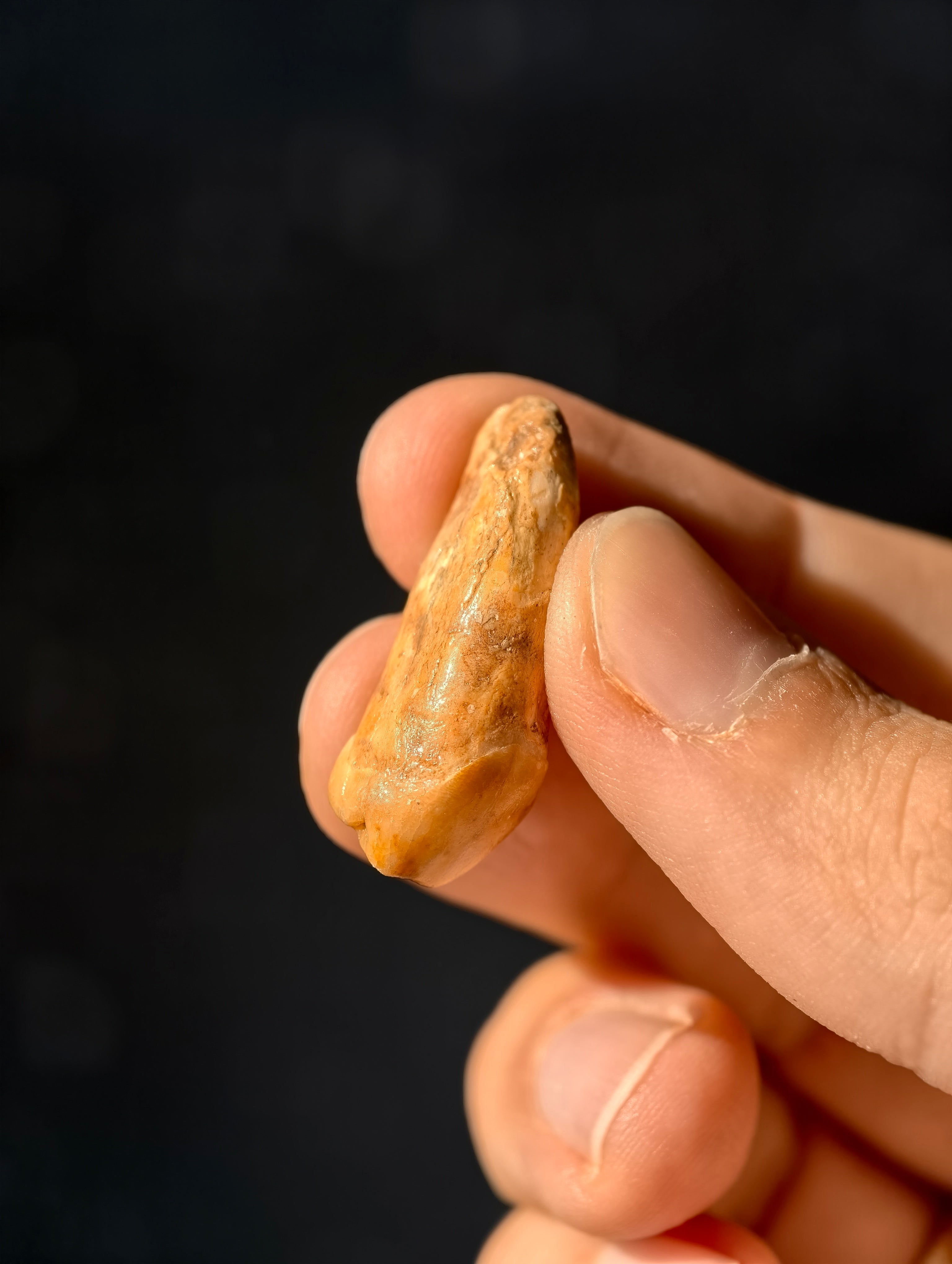 Fossile Höhlenbären-Zähne Ursus spelaeus aus Transsilvanien 100.000 Jahre