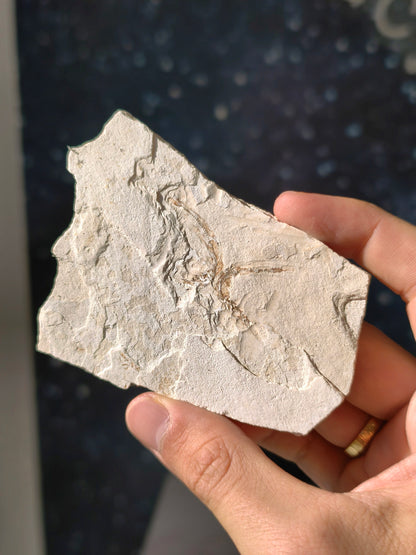 Fisch-Fossil Signatus sp. aus Spanien (Neuer Fund) 7 Mio. Jahre