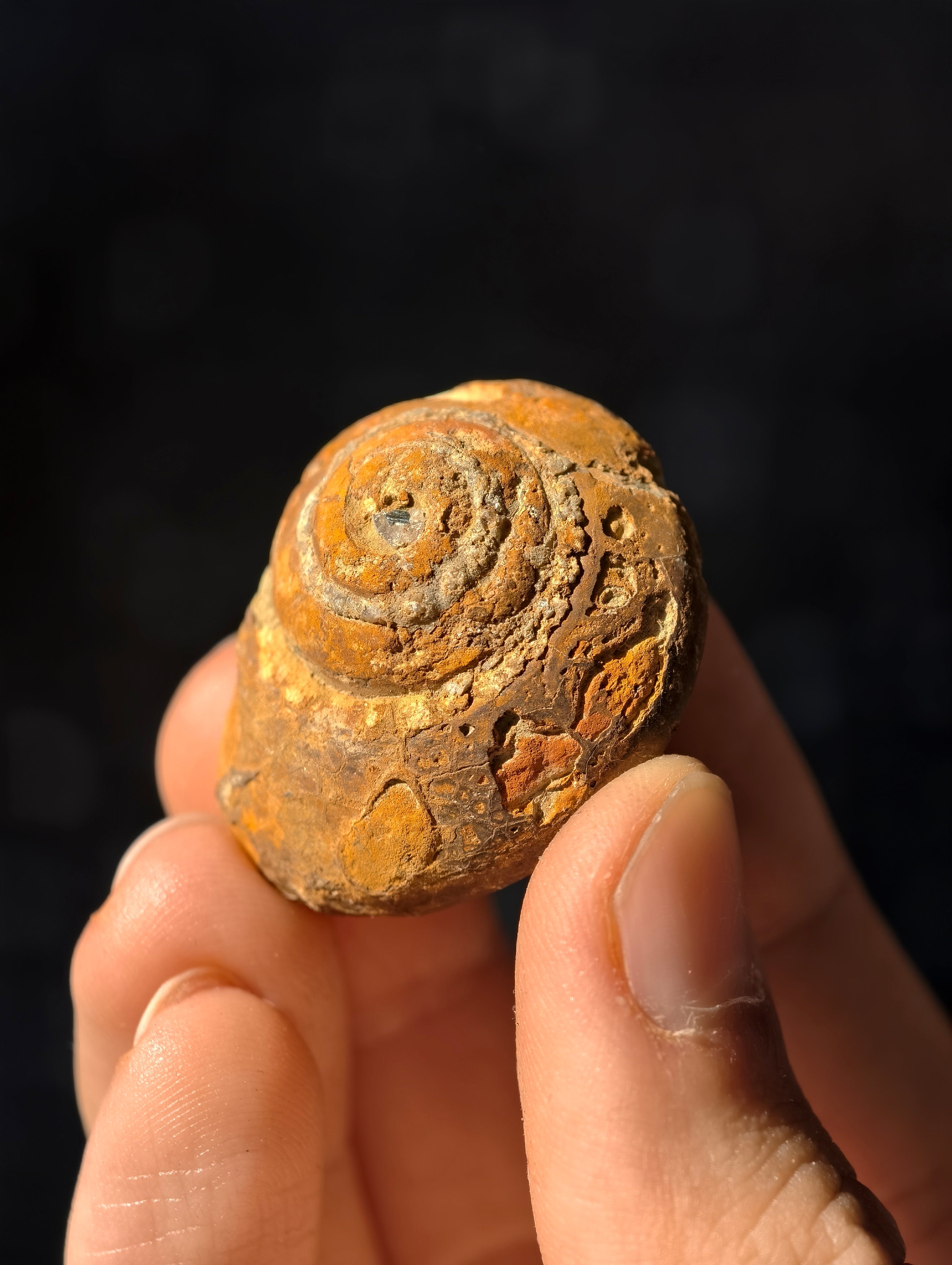 Uralte fossile Schnecke Trepospira sp. aus den USA 300 Mio. Jahre