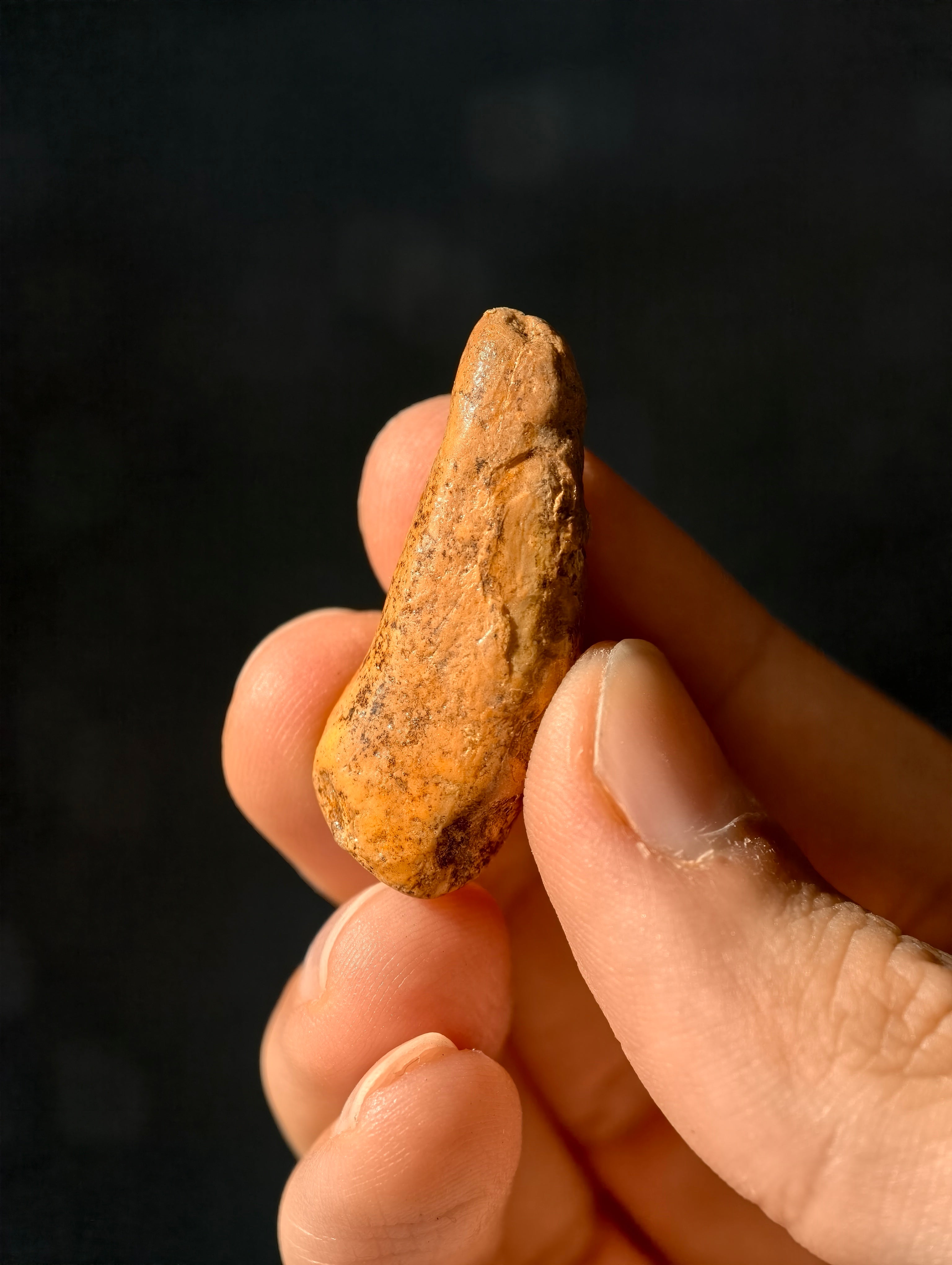 Fossile Höhlenbären-Zähne Ursus spelaeus aus Transsilvanien 100.000 Jahre