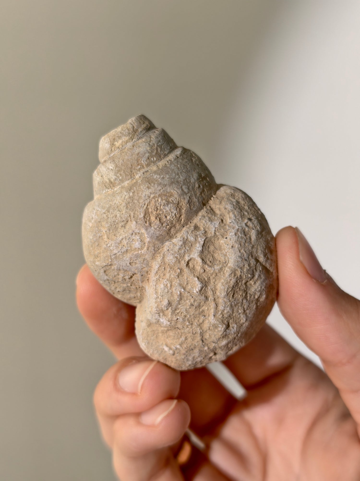 Fossile Riesenschnecken Tylostoma torrubiae aus Spanien 93 Mio. Jahre (Steinkern)