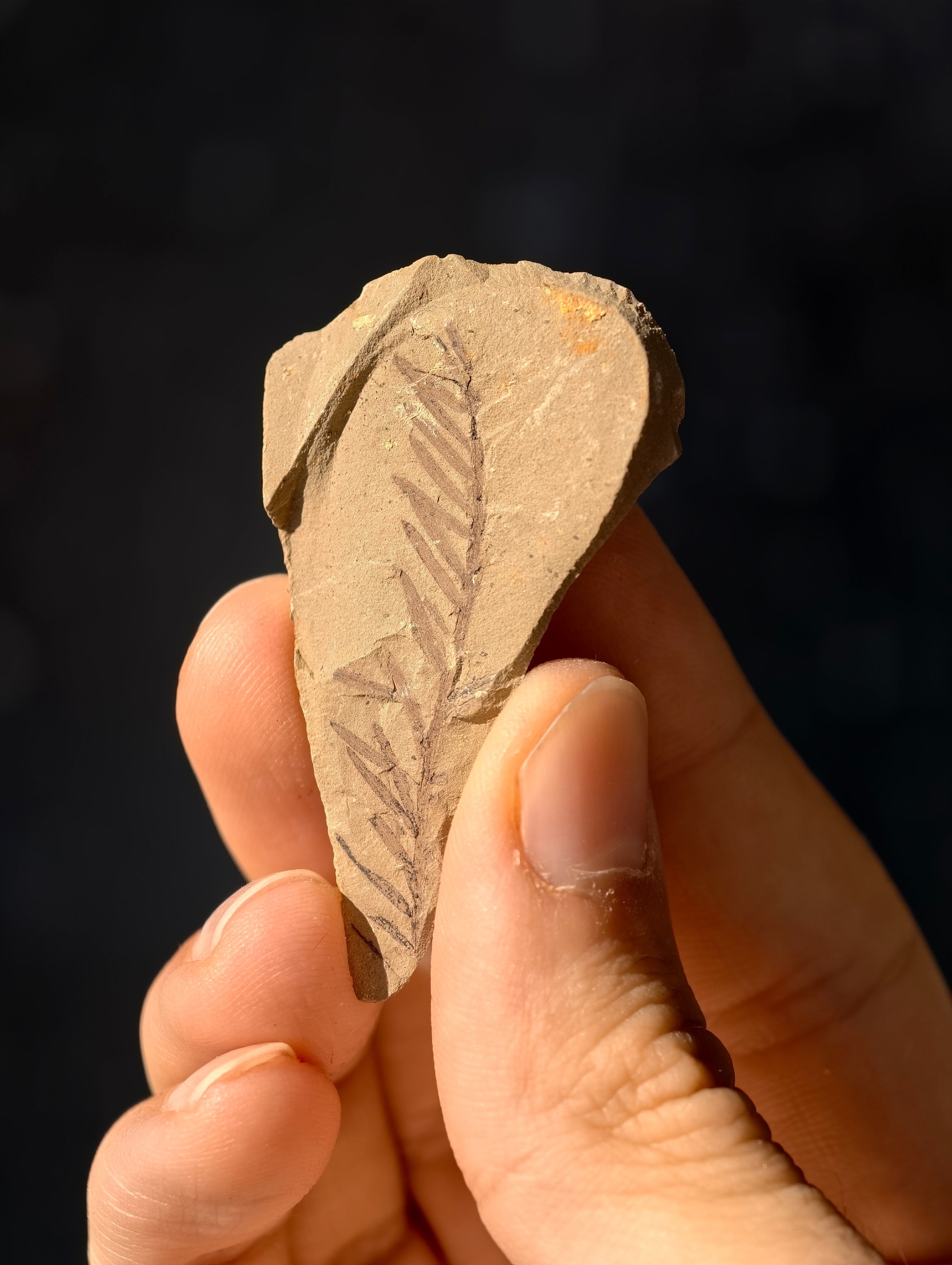 Fossile Urweltmammutbaum-Zweige Metasequoia sp. aus Kanada 42 Mio. Jahre