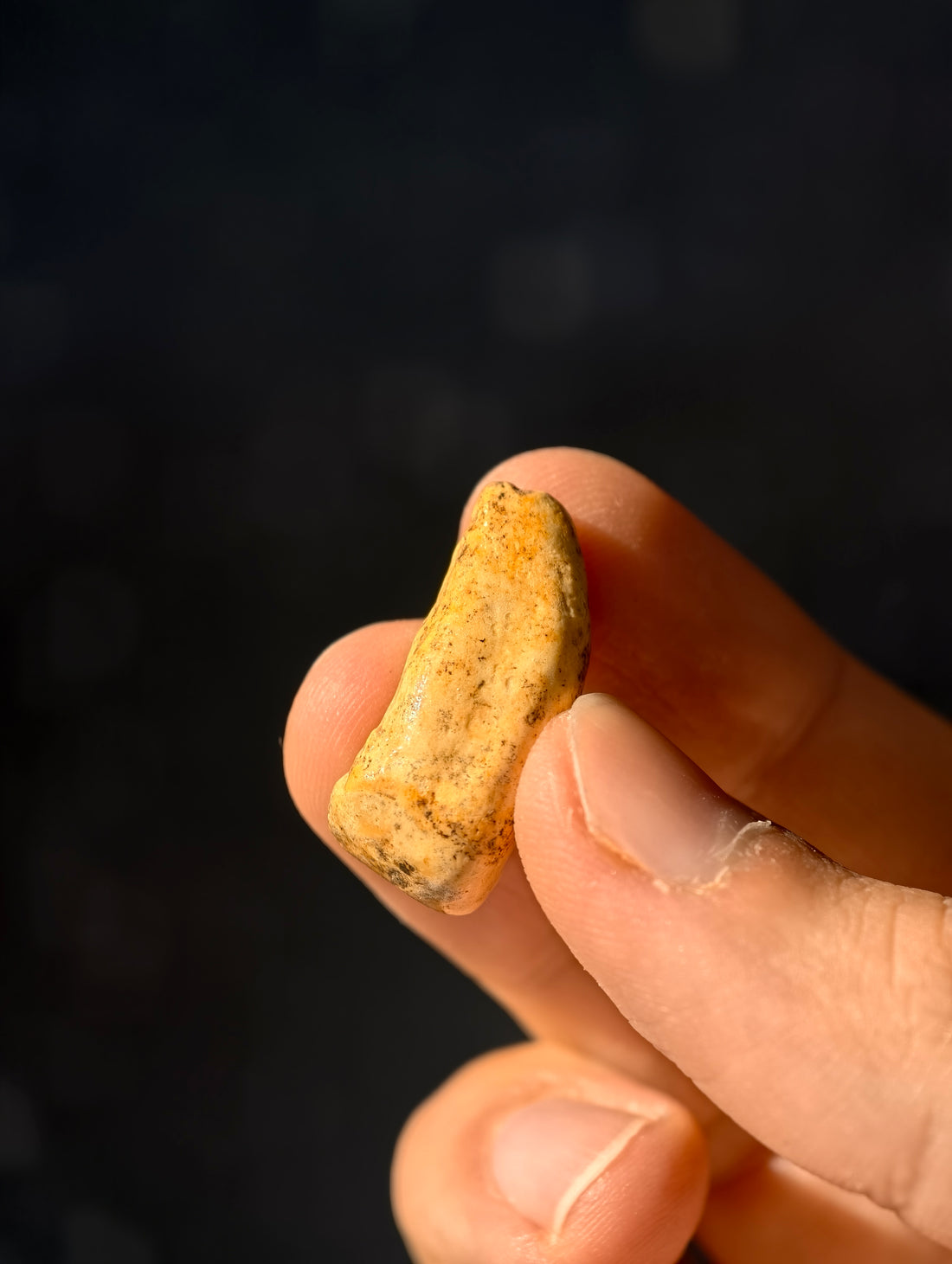 Fossile Höhlenbären-Zähne Ursus spelaeus aus Transsilvanien 100.000 Jahre