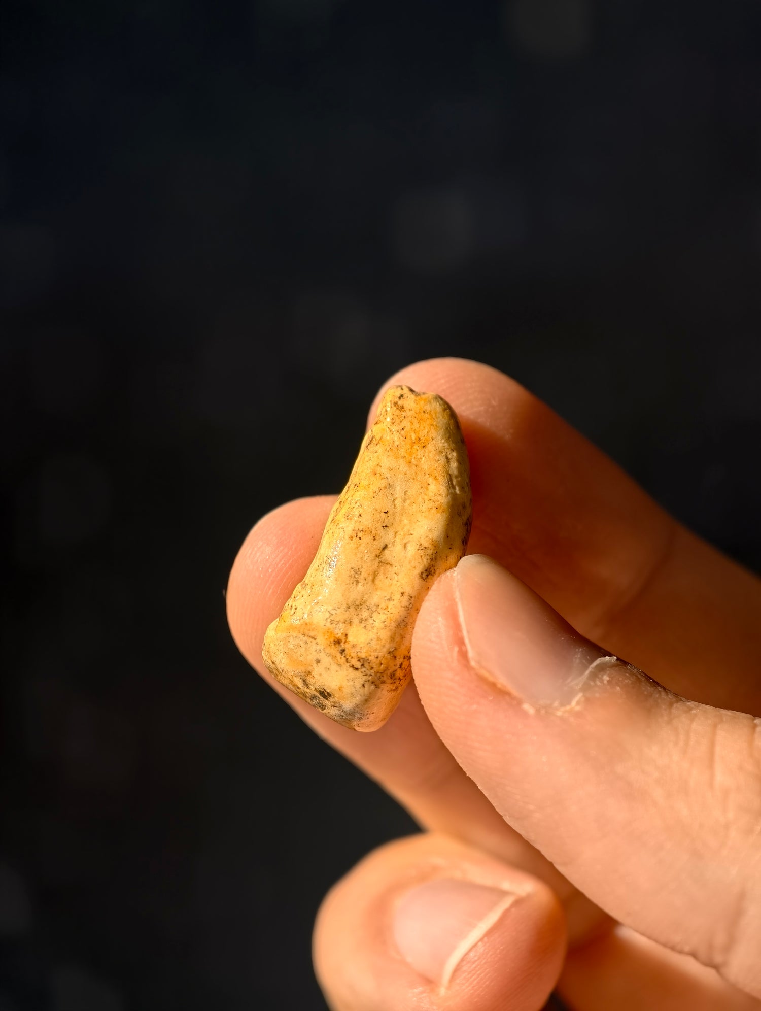 Fossile Höhlenbären-Zähne Ursus spelaeus aus Transsilvanien 100.000 Jahre