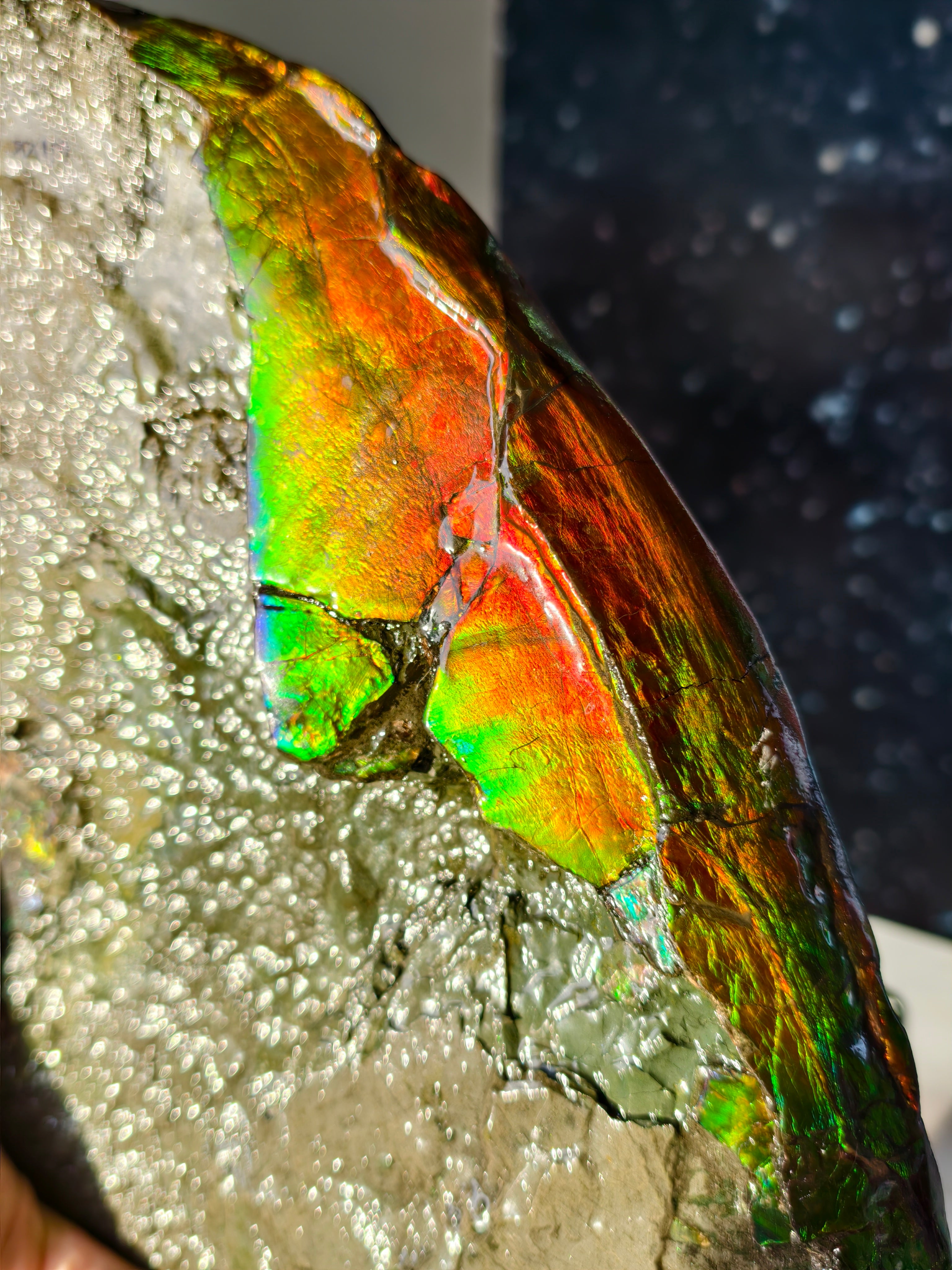 XXL Ammolit Ammonit aus Kanada AA-Qualität (Collector&