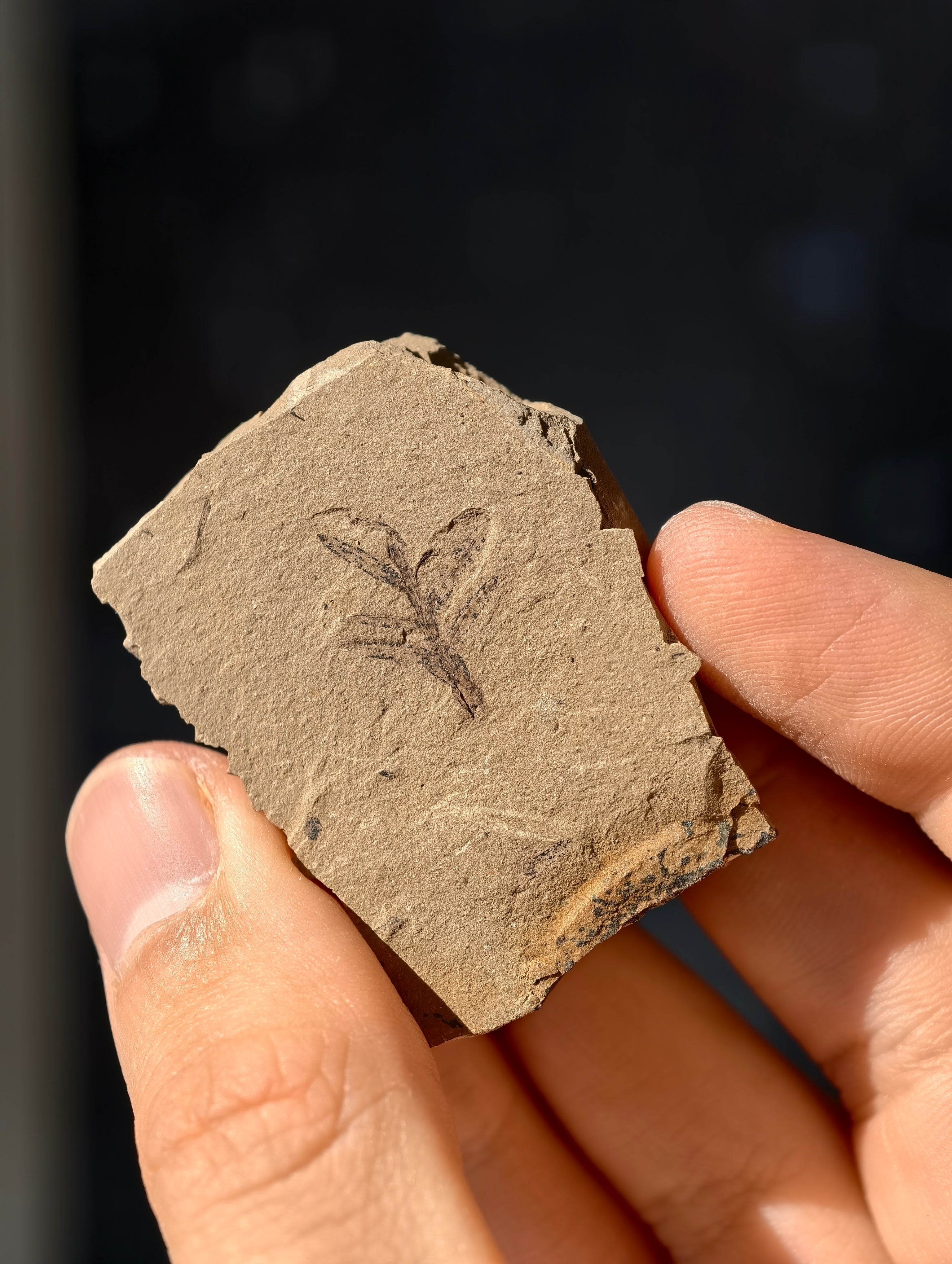 Fossile Urweltmammutbaum-Zweige Metasequoia sp. aus Kanada 42 Mio. Jahre