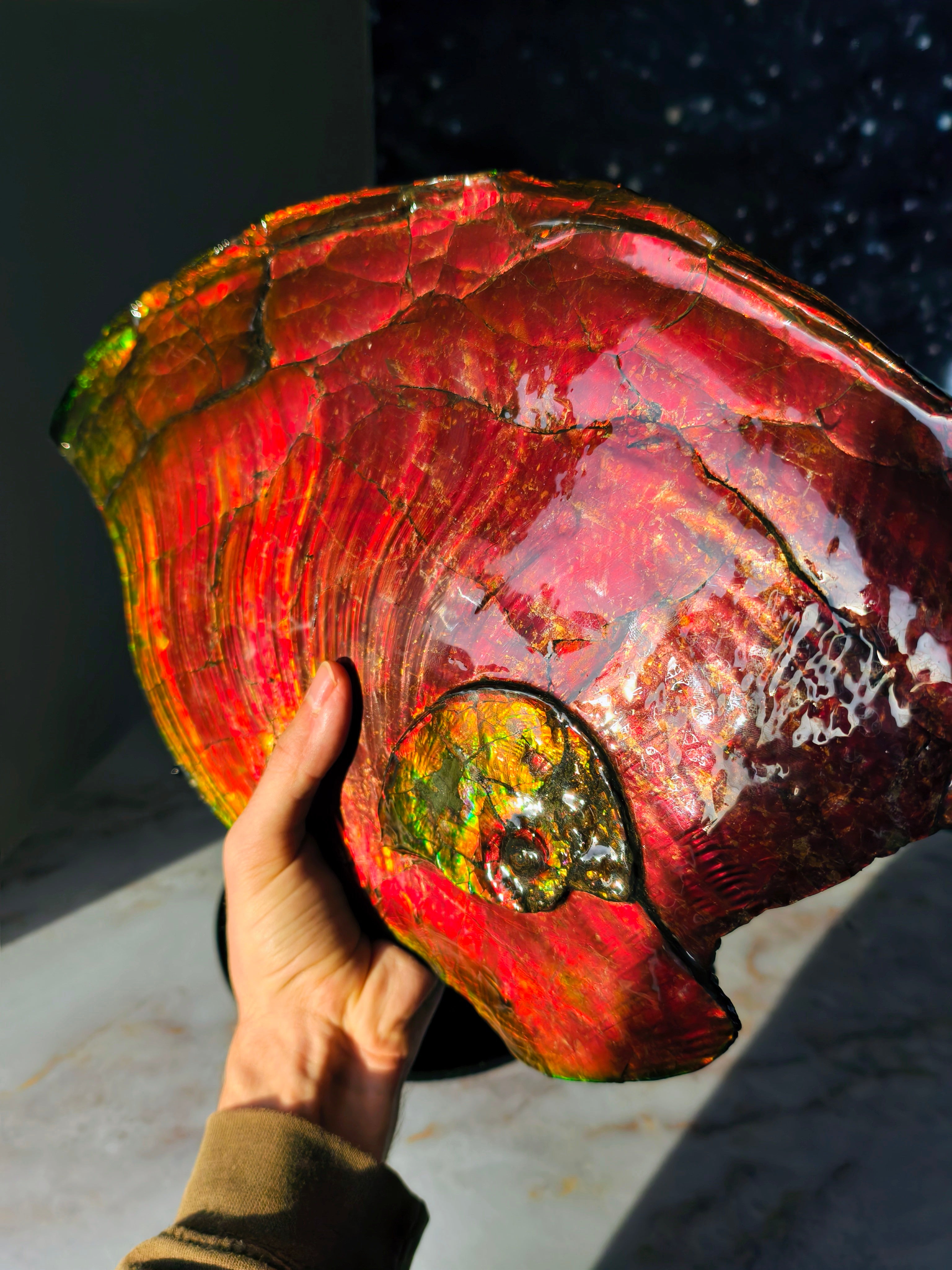 XXL Ammolit Ammonit aus Kanada AA-Qualität (Collector&