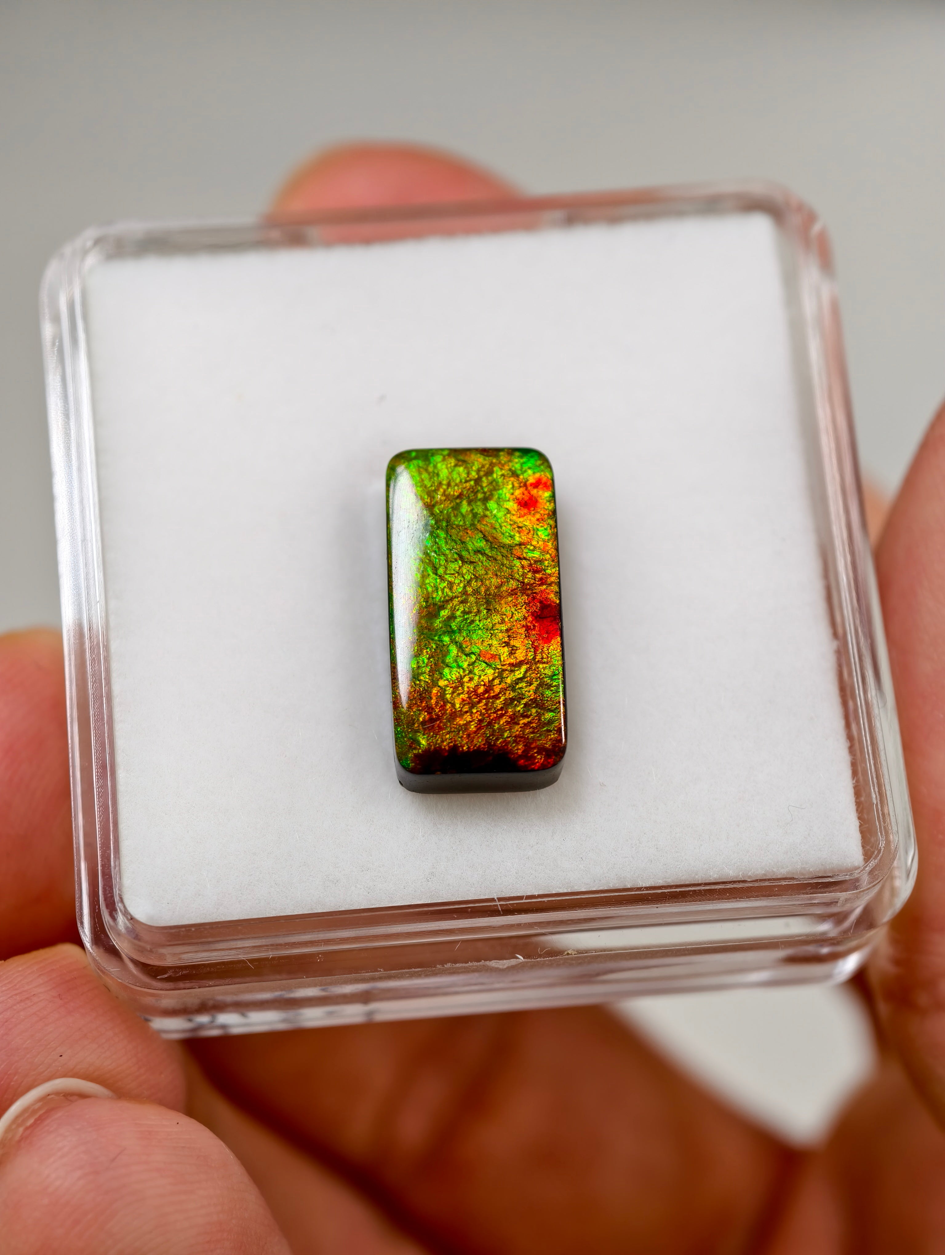 Ammolit Cabochons aus Kanada (TOP QUALITÄT)