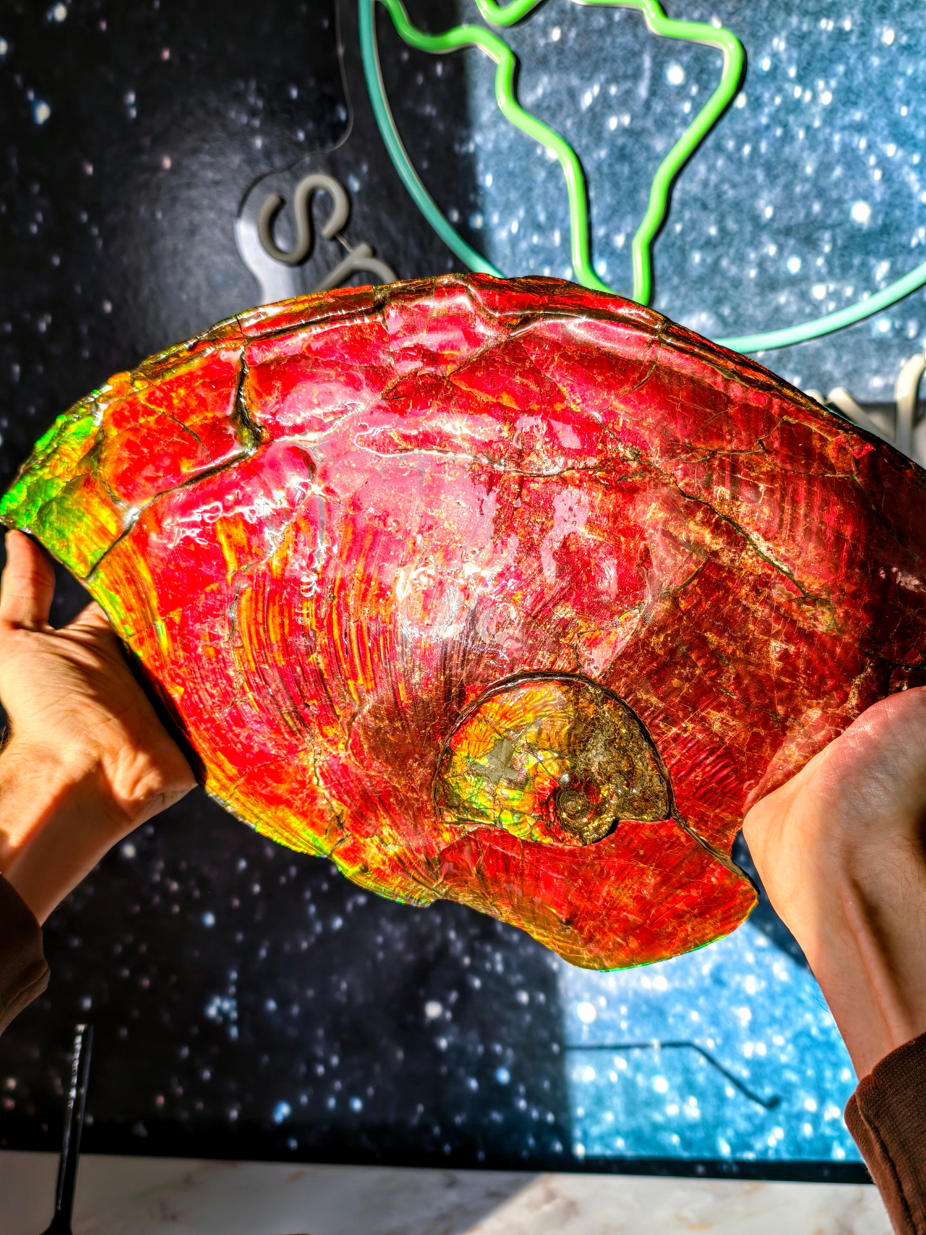 XXL Ammolit Ammonit aus Kanada AA-Qualität (Collector&