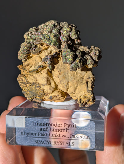 Irisierender Pyrit &quot;Bonsai&quot; auf Limonit