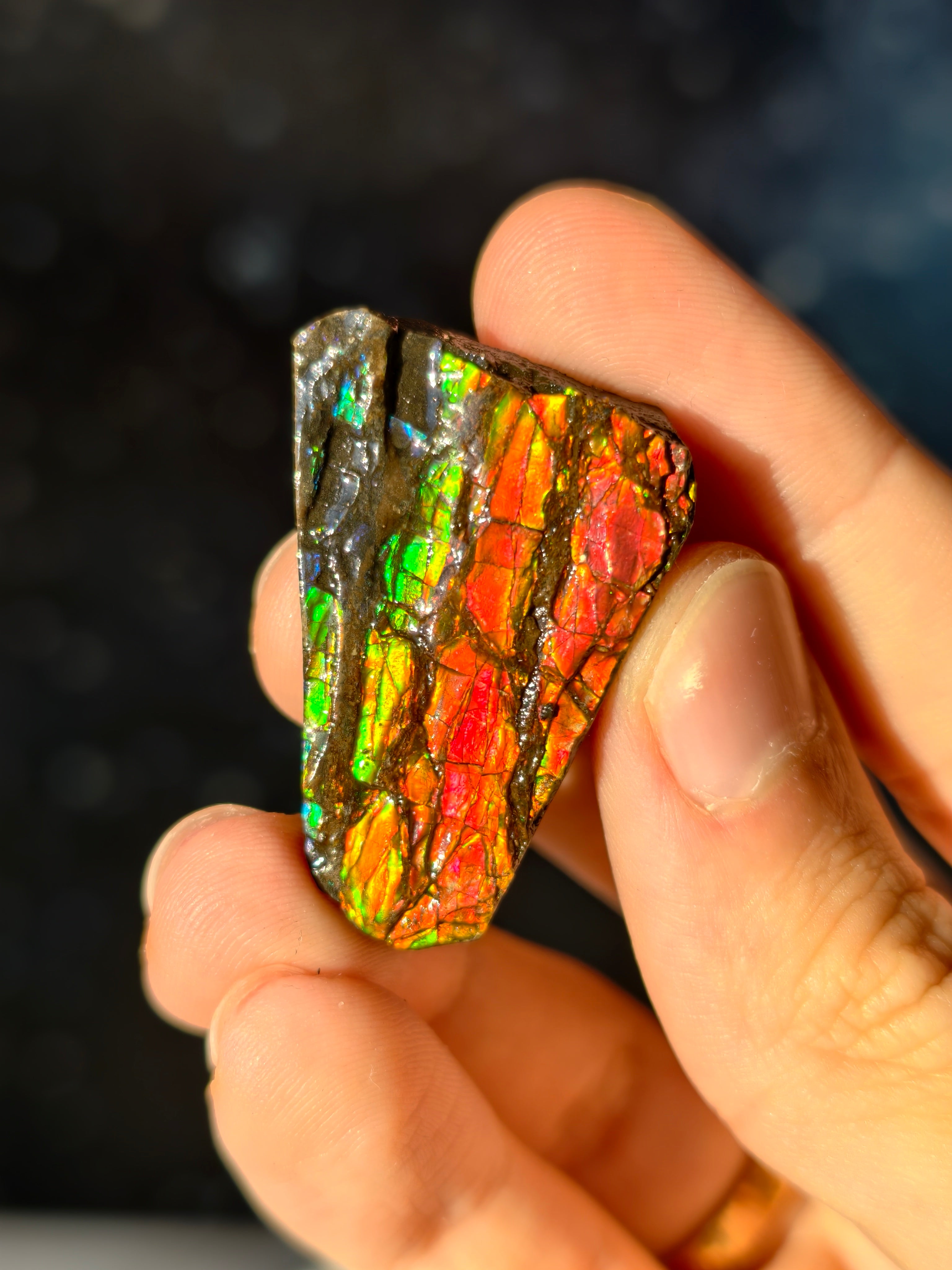 Ammolit Stück aus Kanada