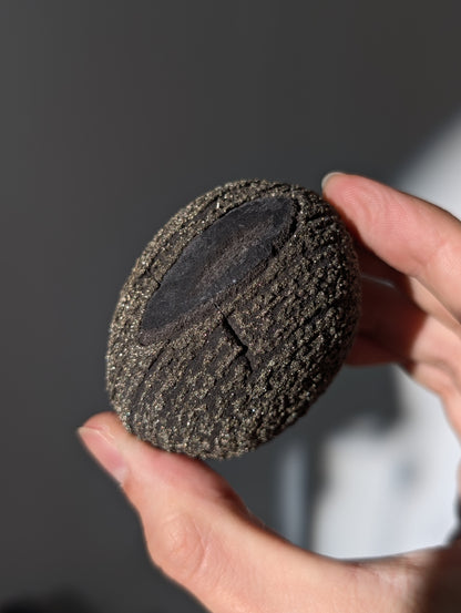 Pyrit Konkretion Schiefer Kugel