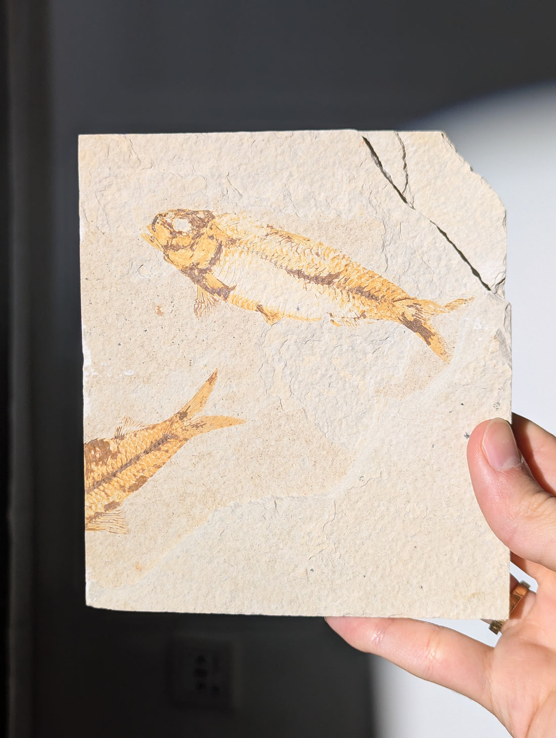 Fisch Fossil (Diplomystus dentatus) aus USA