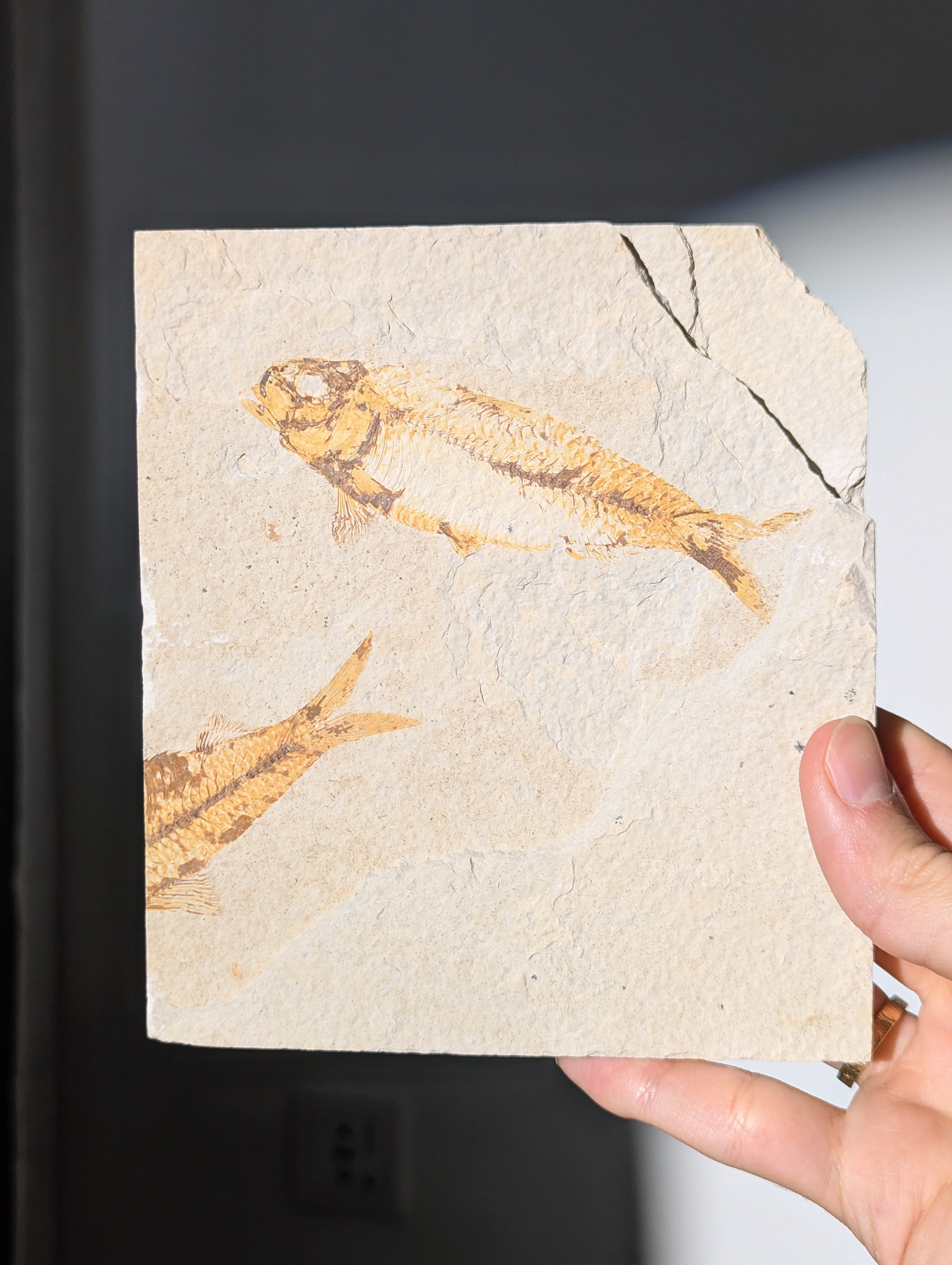 Fisch Fossil (Diplomystus dentatus) aus USA