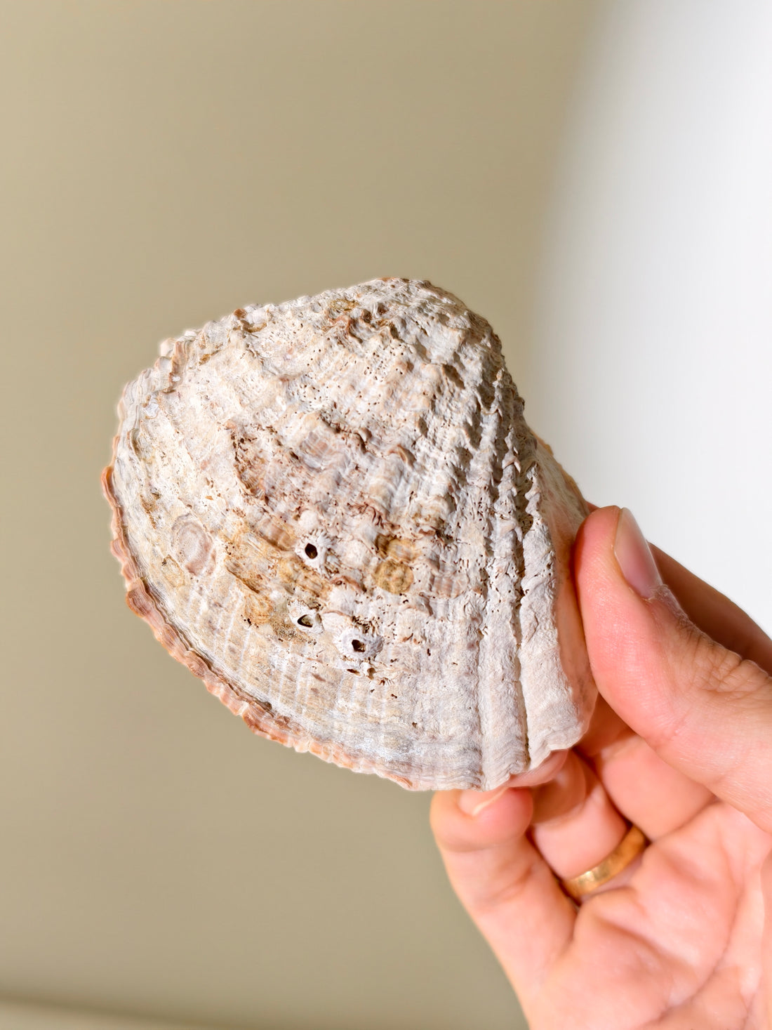 Fossile „Loco“-Schnecke mit Seepocken: Concholepas patagonicus aus Chile 3 Mio. Jahre