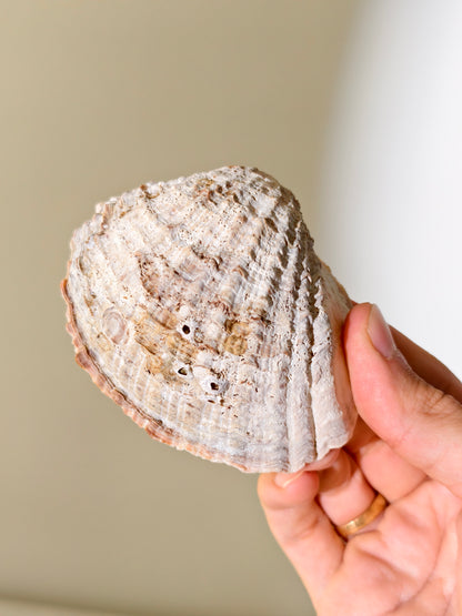 Fossile „Loco“-Schnecke mit Seepocken: Concholepas patagonicus aus Chile 3 Mio. Jahre