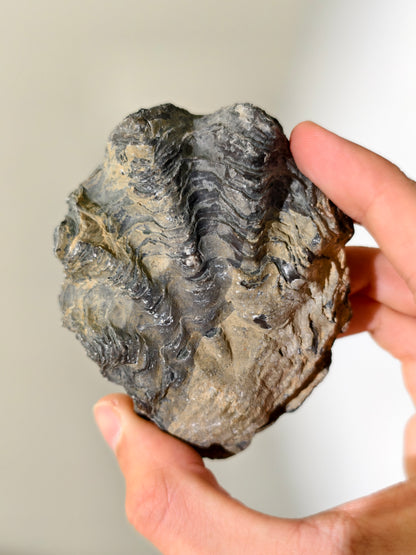 Fossile Riff-Auster Nicaisolopha nicasei aus Peru 77 Mio. Jahre