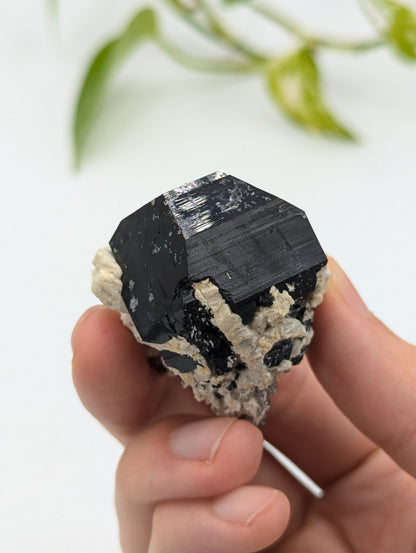 Schwarzer Turmalin (Schörl) aus Erongo II