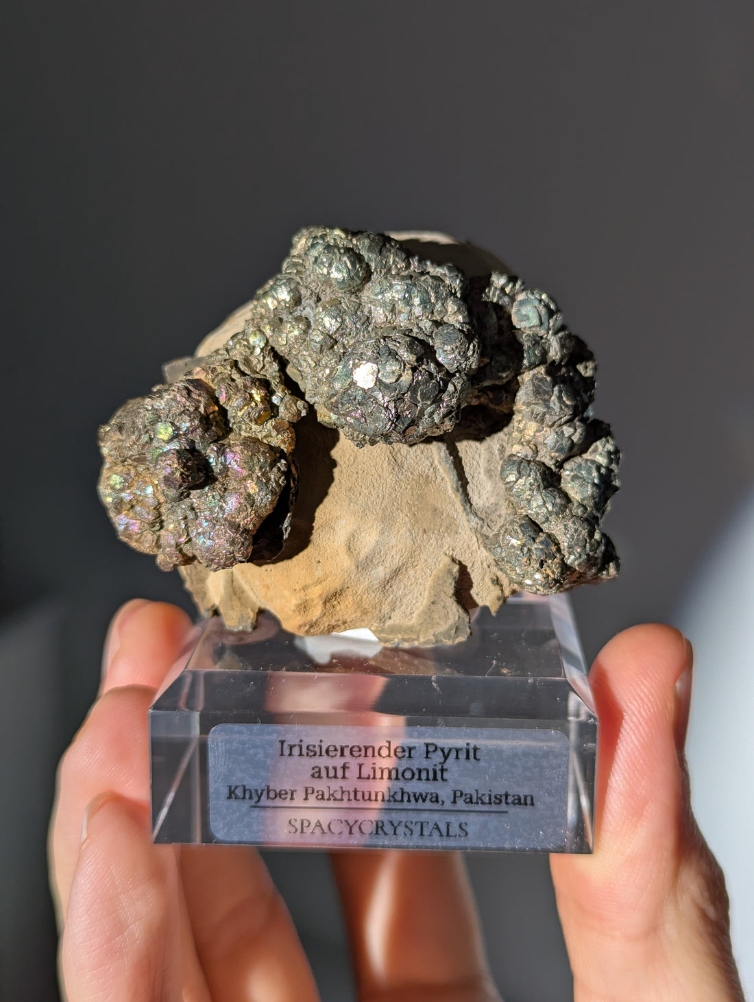 Irisierender Pyrit auf Limonit Knolle