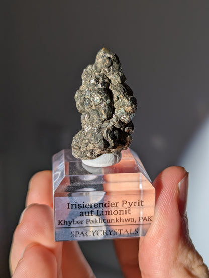 Irisierender Pyrit auf Limonit