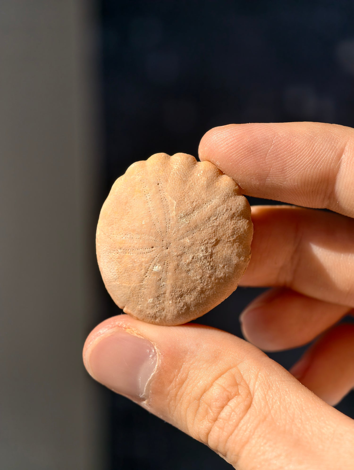 Fossiler Seeigel (Sanddollar) Rotuloidea fimbriatum aus Marokko