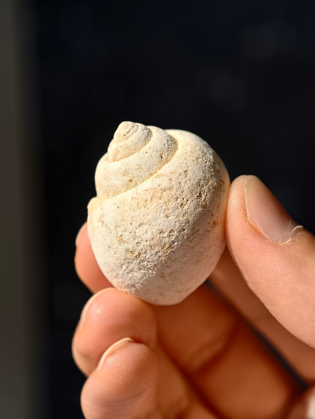 Fossile Meeresschnecke Natica angustata aus Frankreich 28 Mio. Jahre